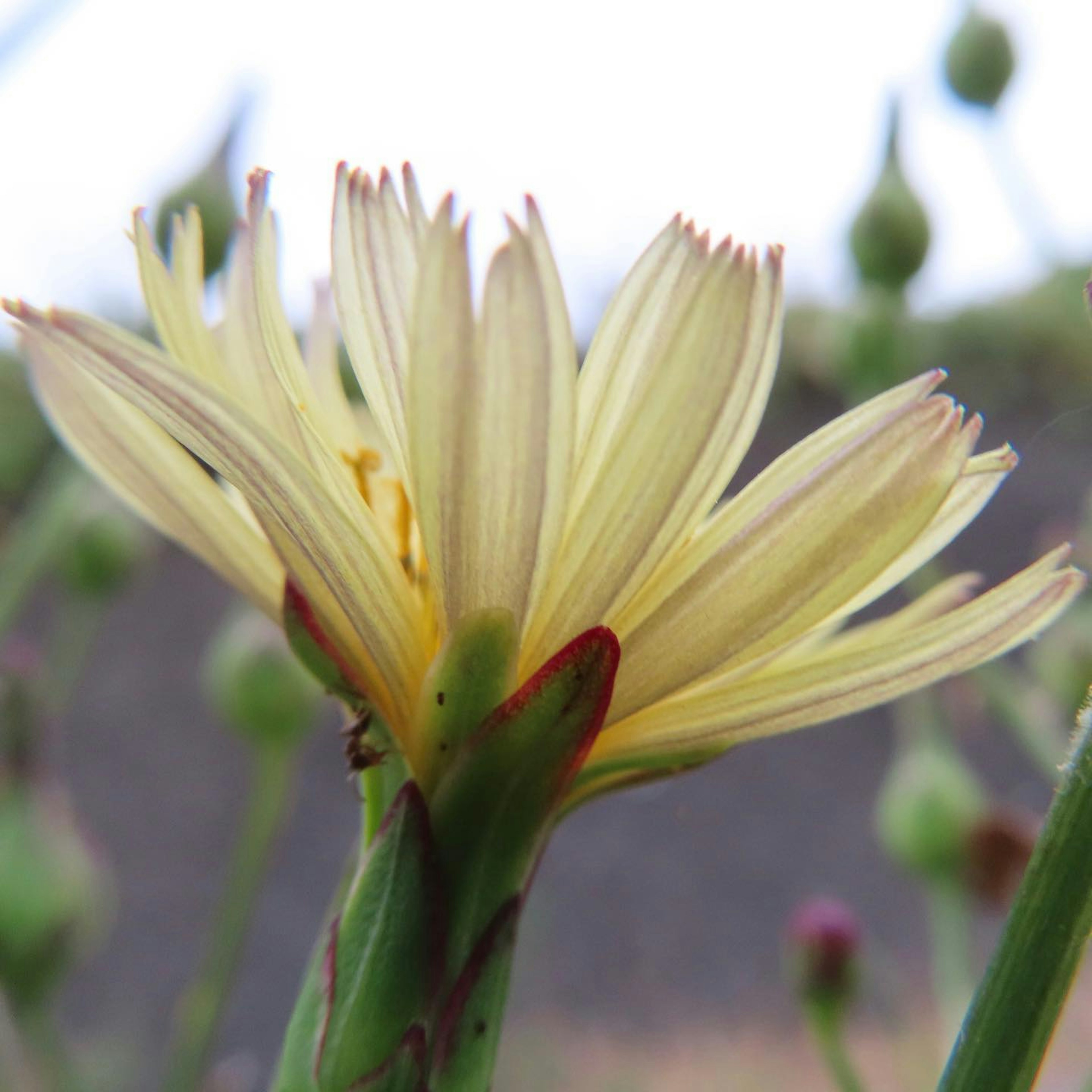 Close-up of a yellow flower with pointed petals green stem and buds in the background