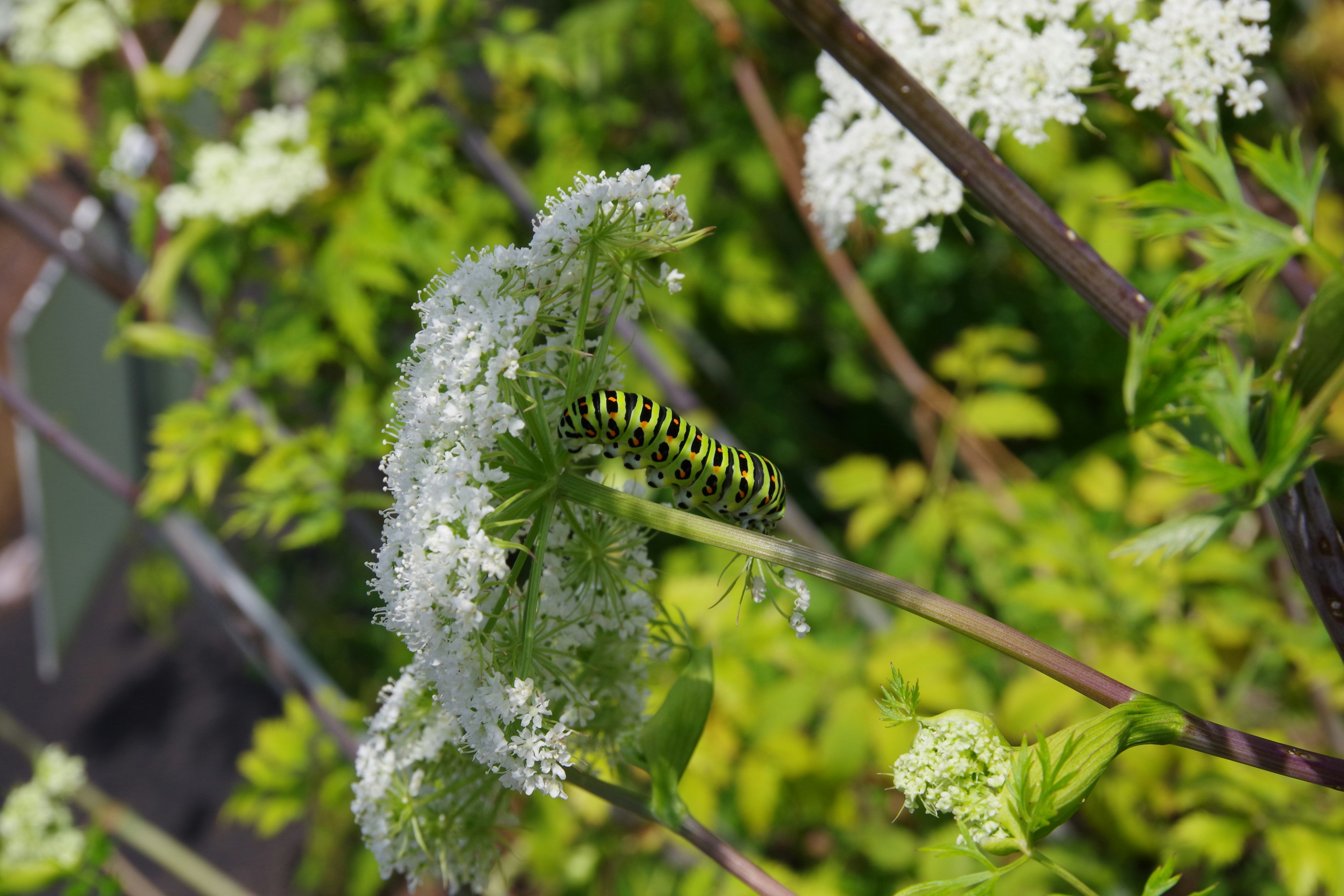 緑と黒のストライプの毛虫が白い花に止まっている