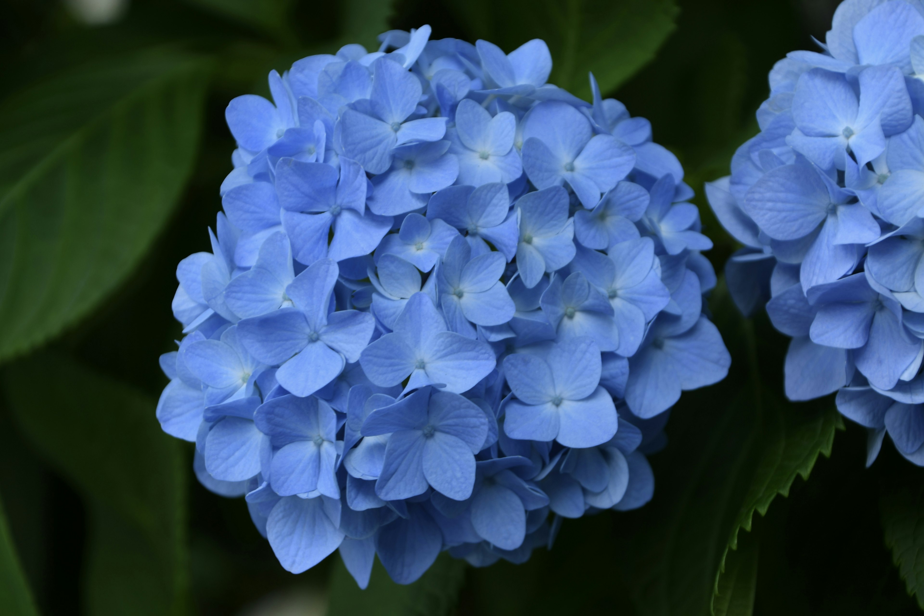 青いアジサイの花が鮮やかに咲いている様子