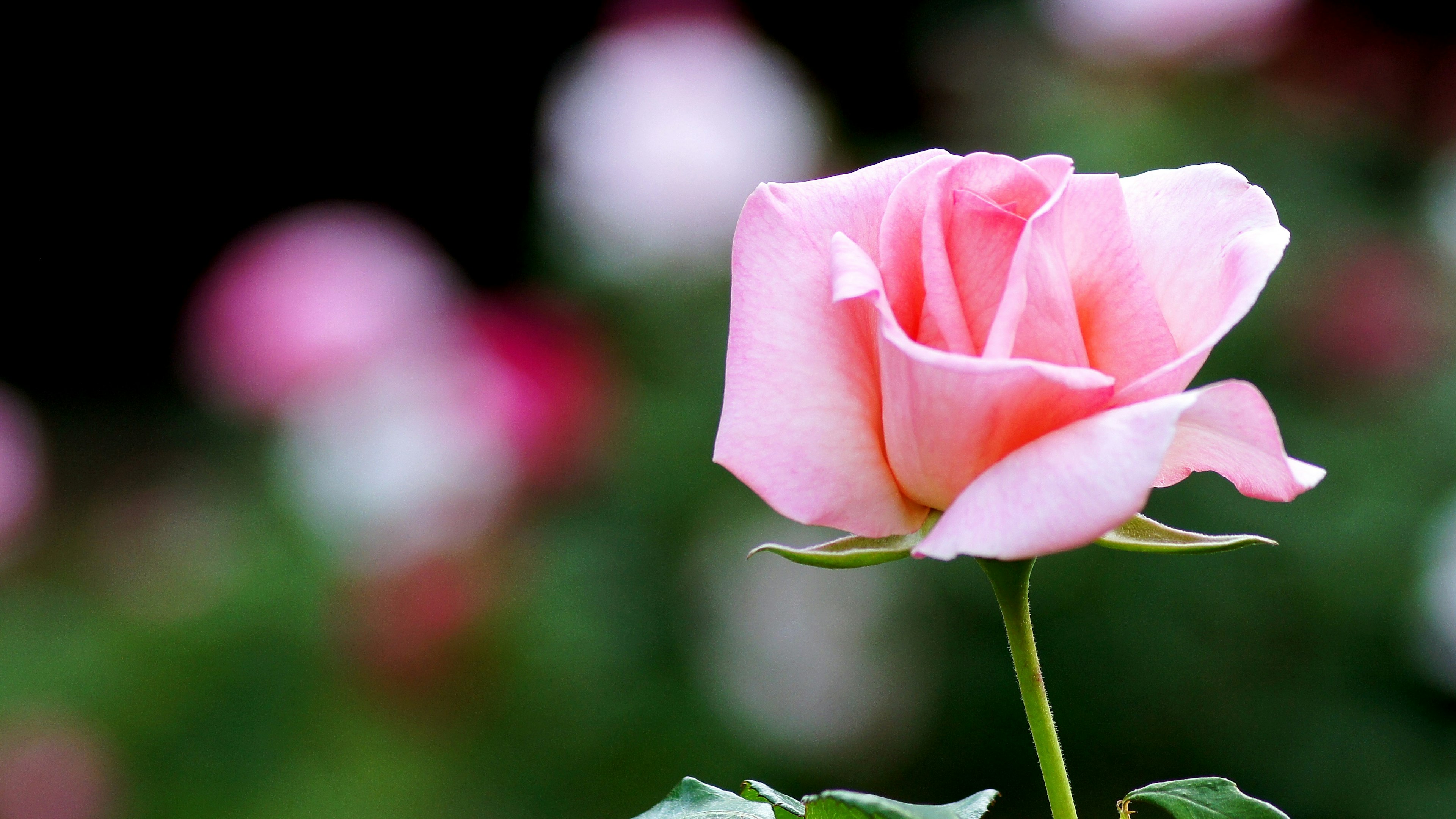 A pink rose blooming prominently with a blurred background of colorful roses