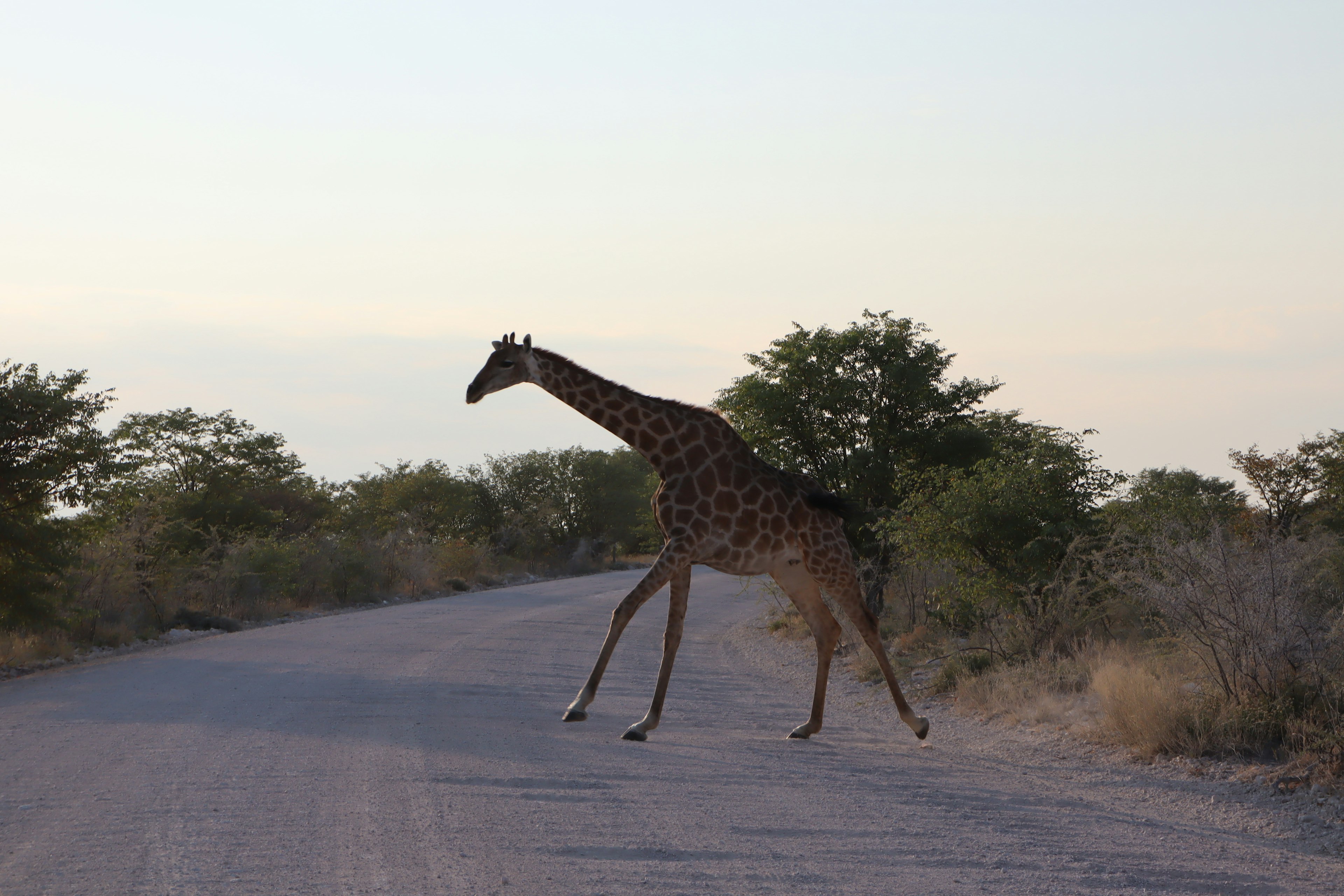 Una giraffa che attraversa una strada sterrata con alberi verdi sullo sfondo