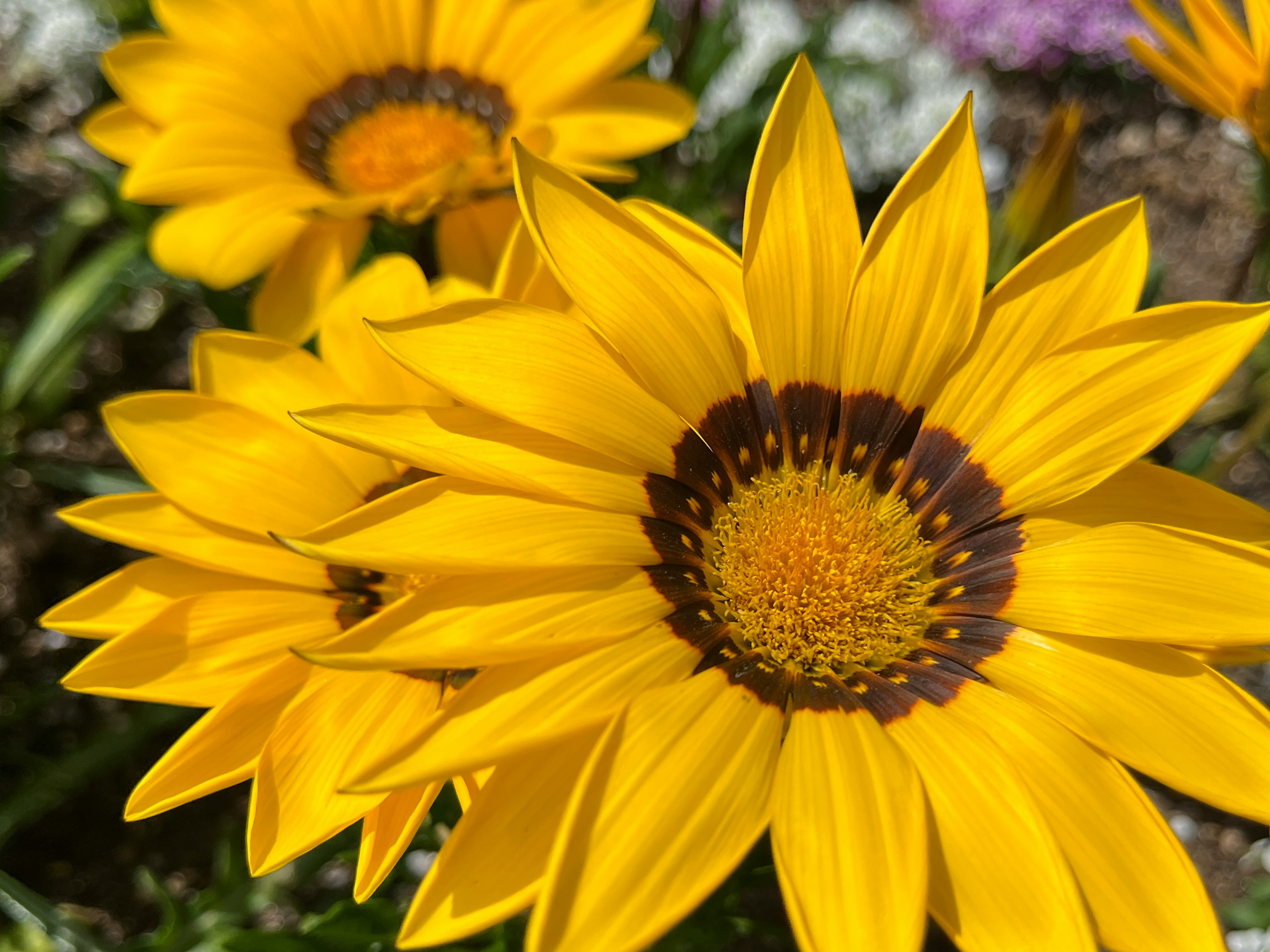 Bright yellow flowers featuring a dark brown center pattern