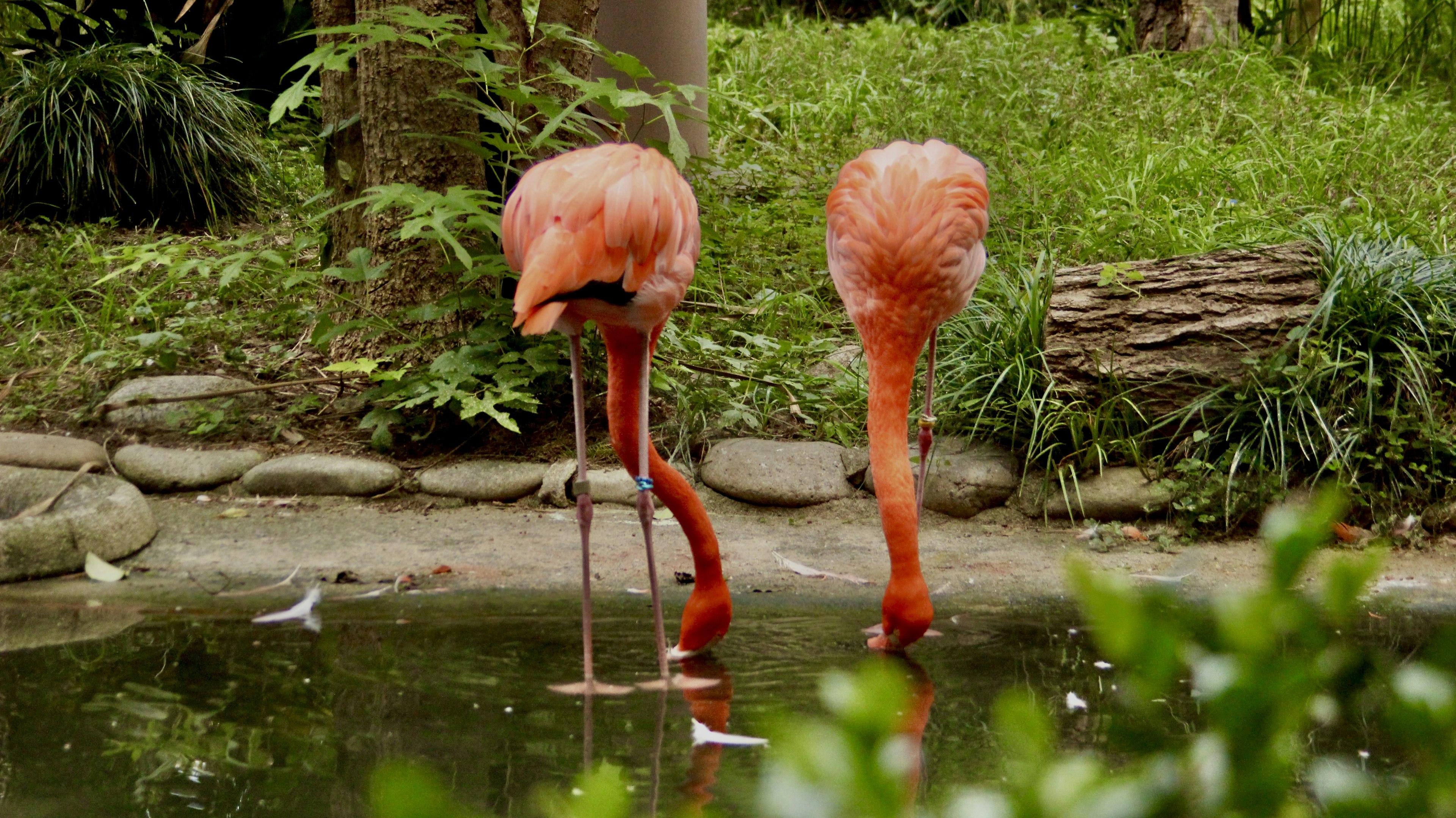 Flamingos foraging in a pond with a green background and stone edges