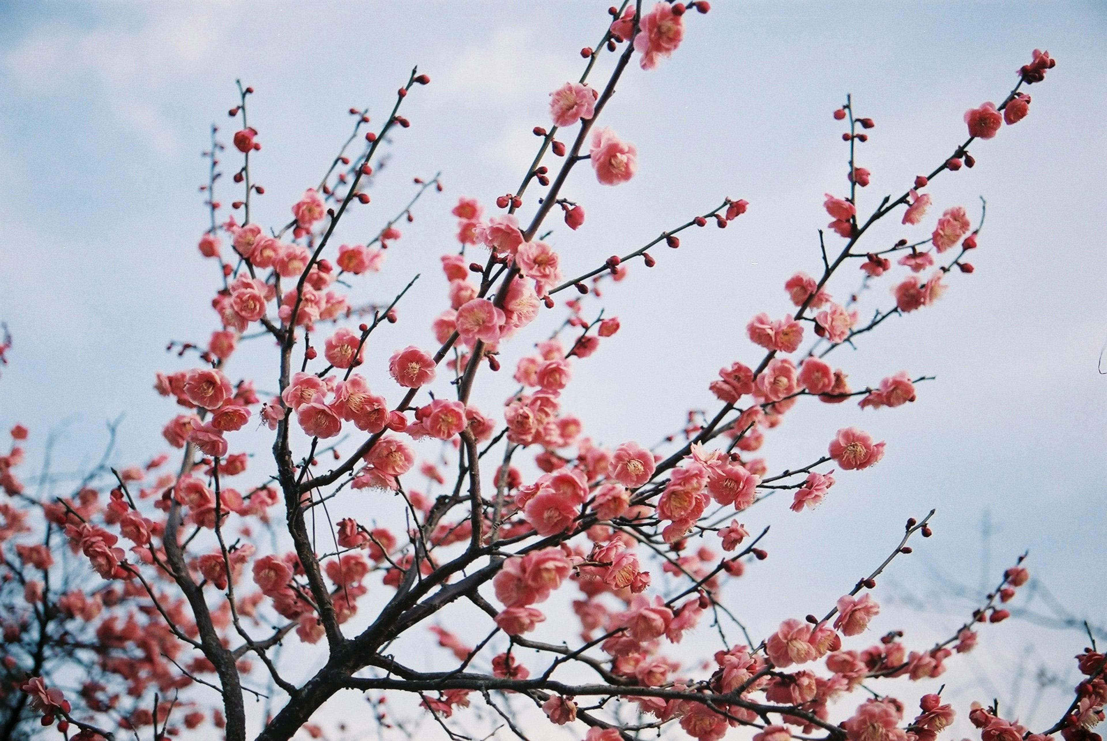 Ramas de un árbol en flor con flores rosas contra un cielo azul