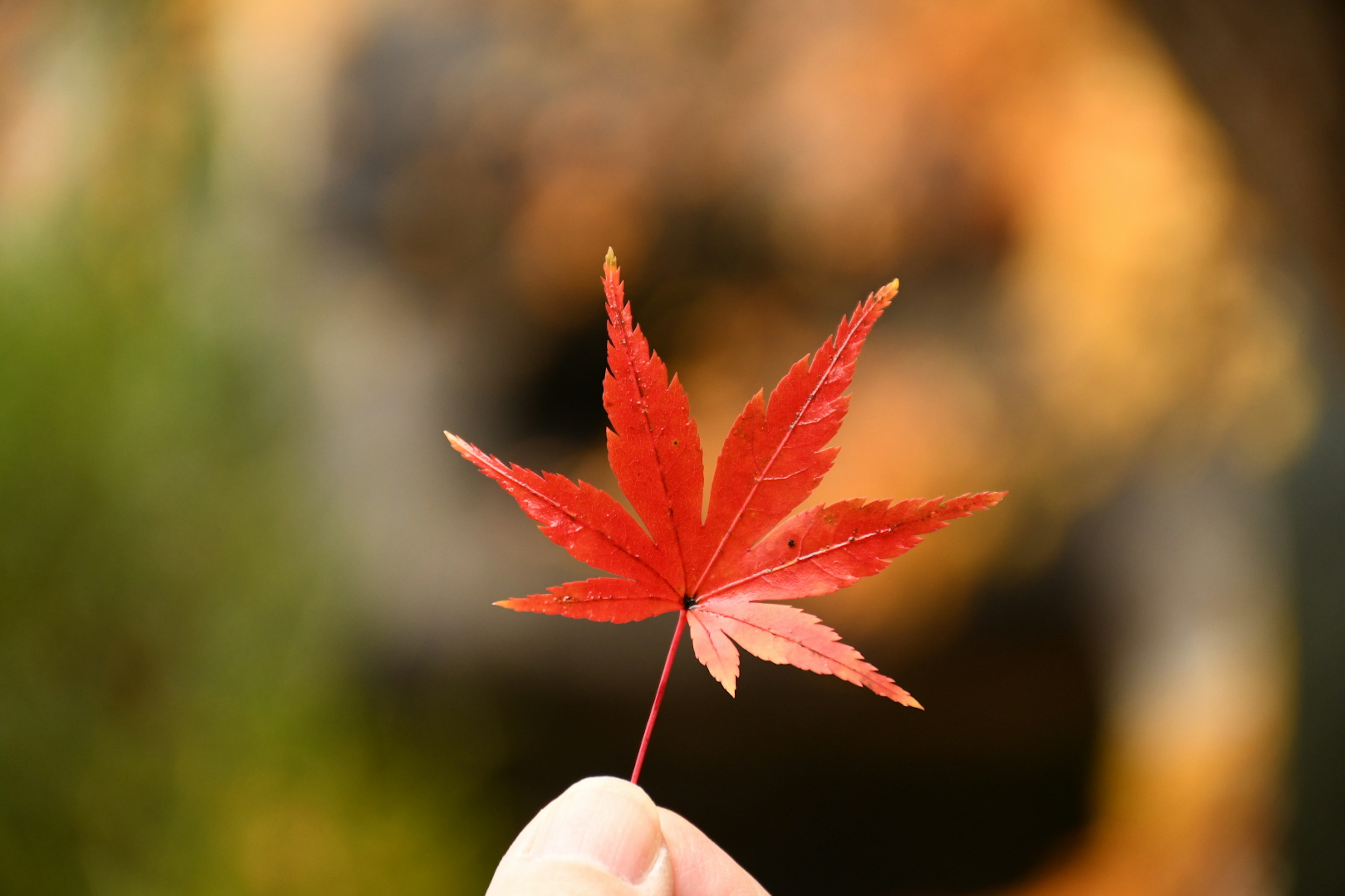 赤い楓の葉を手で持つシーン 背景はぼやけた自然の色合い