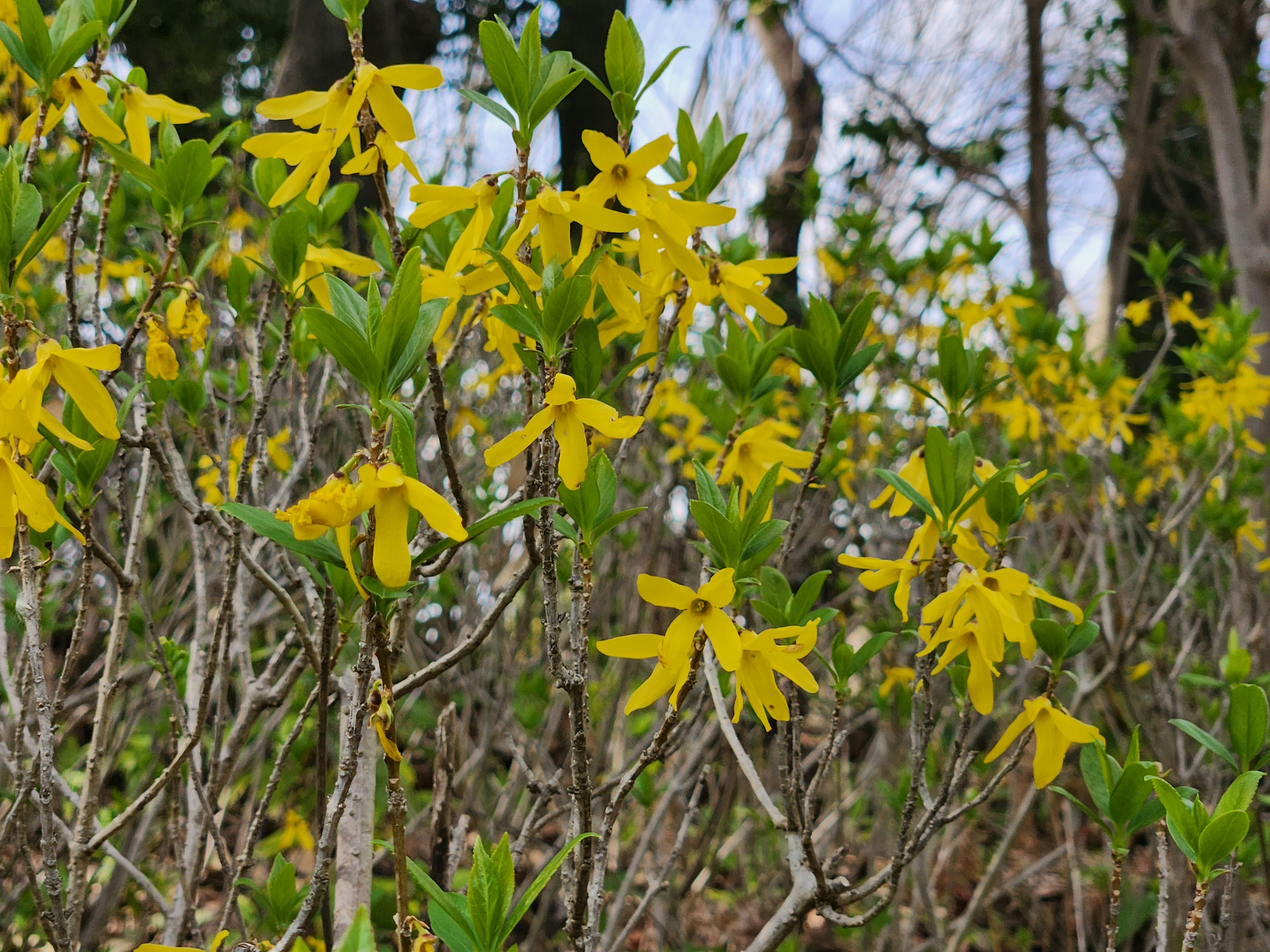 Vue rapprochée d'un buisson avec des fleurs jaunes vives