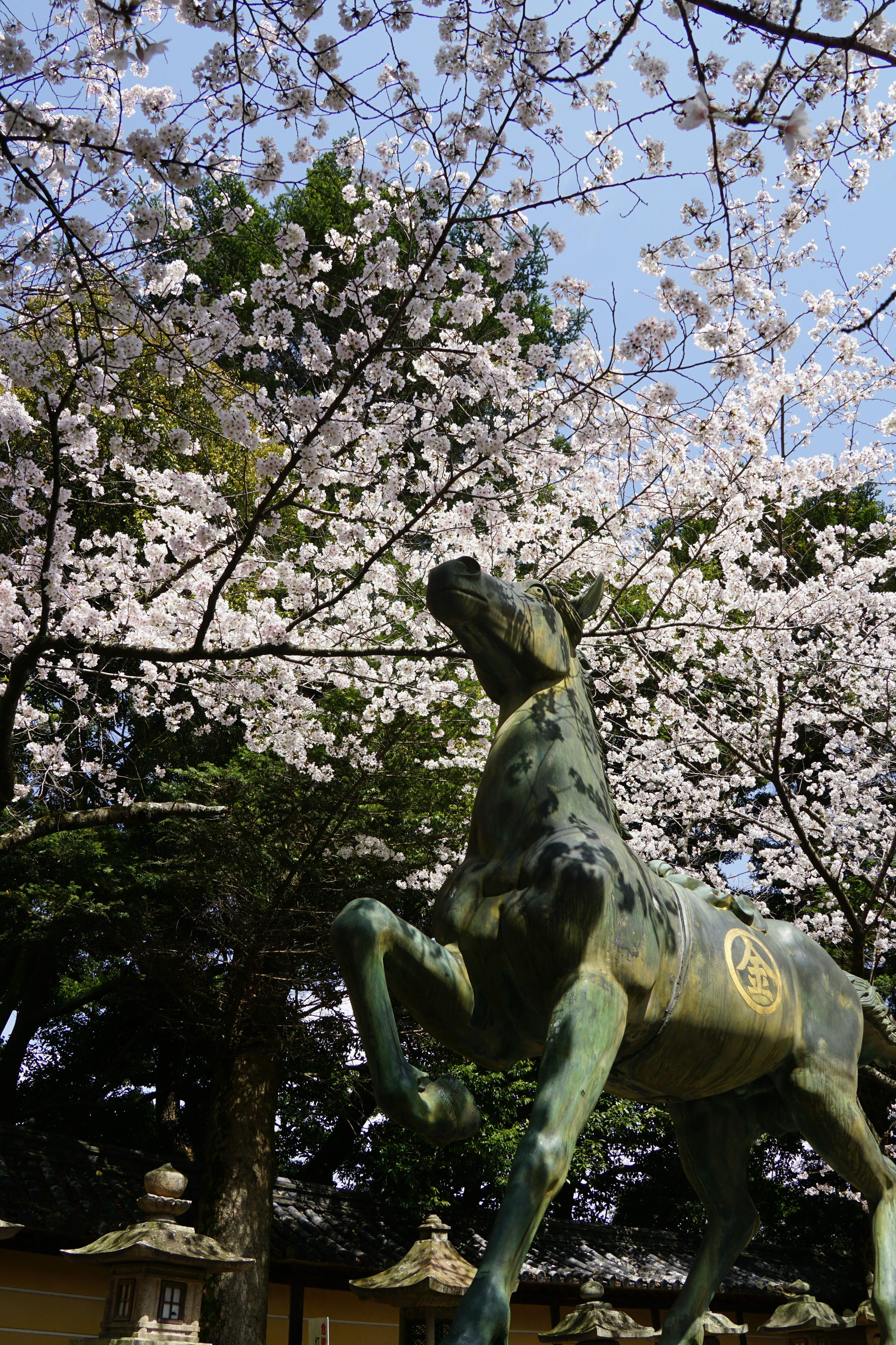 Una scultura di cavallo che guarda in alto sotto i ciliegi in fiore