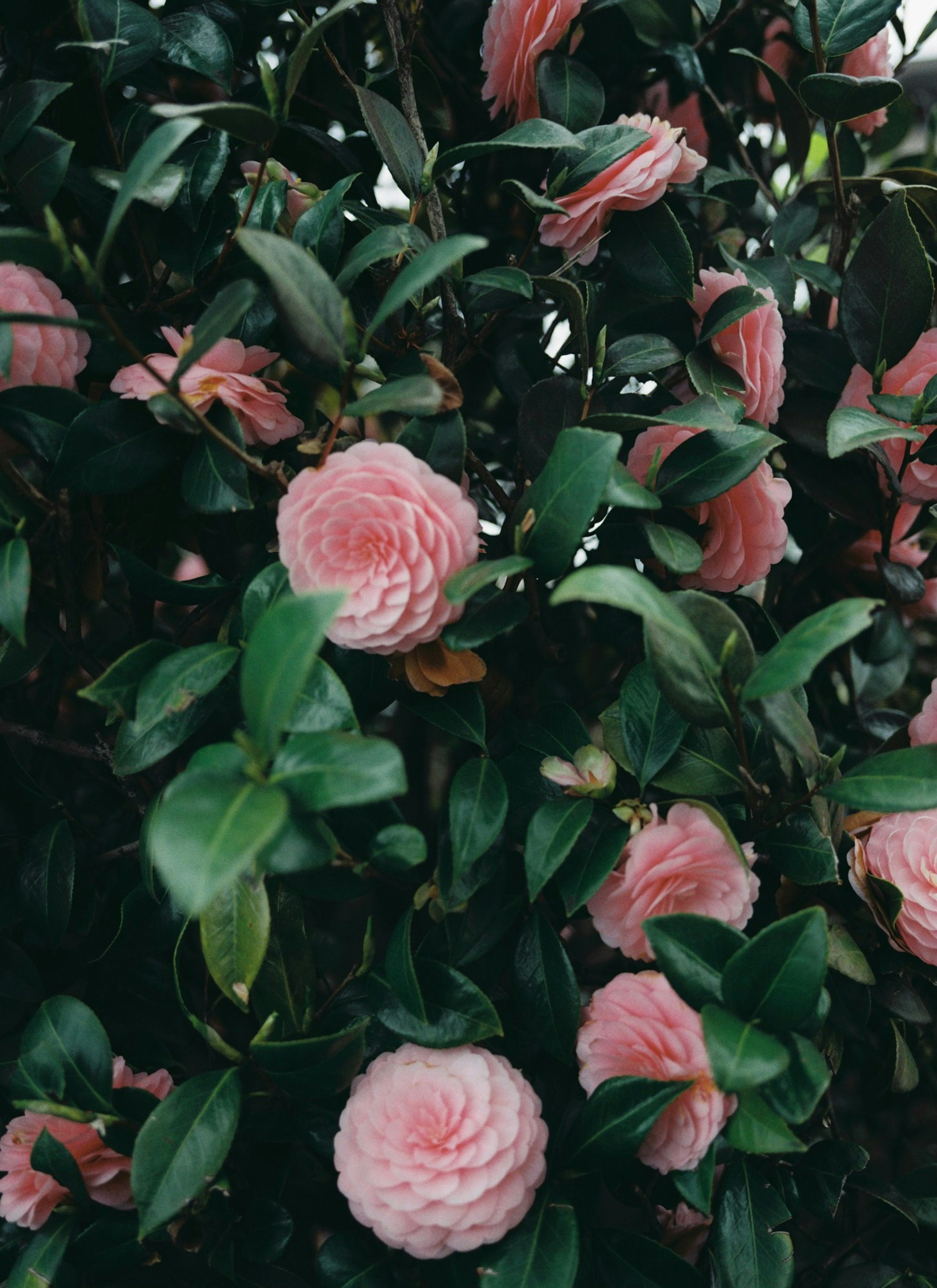 Nahaufnahme einer Pflanze mit zahlreichen rosa Blumen und grünen Blättern