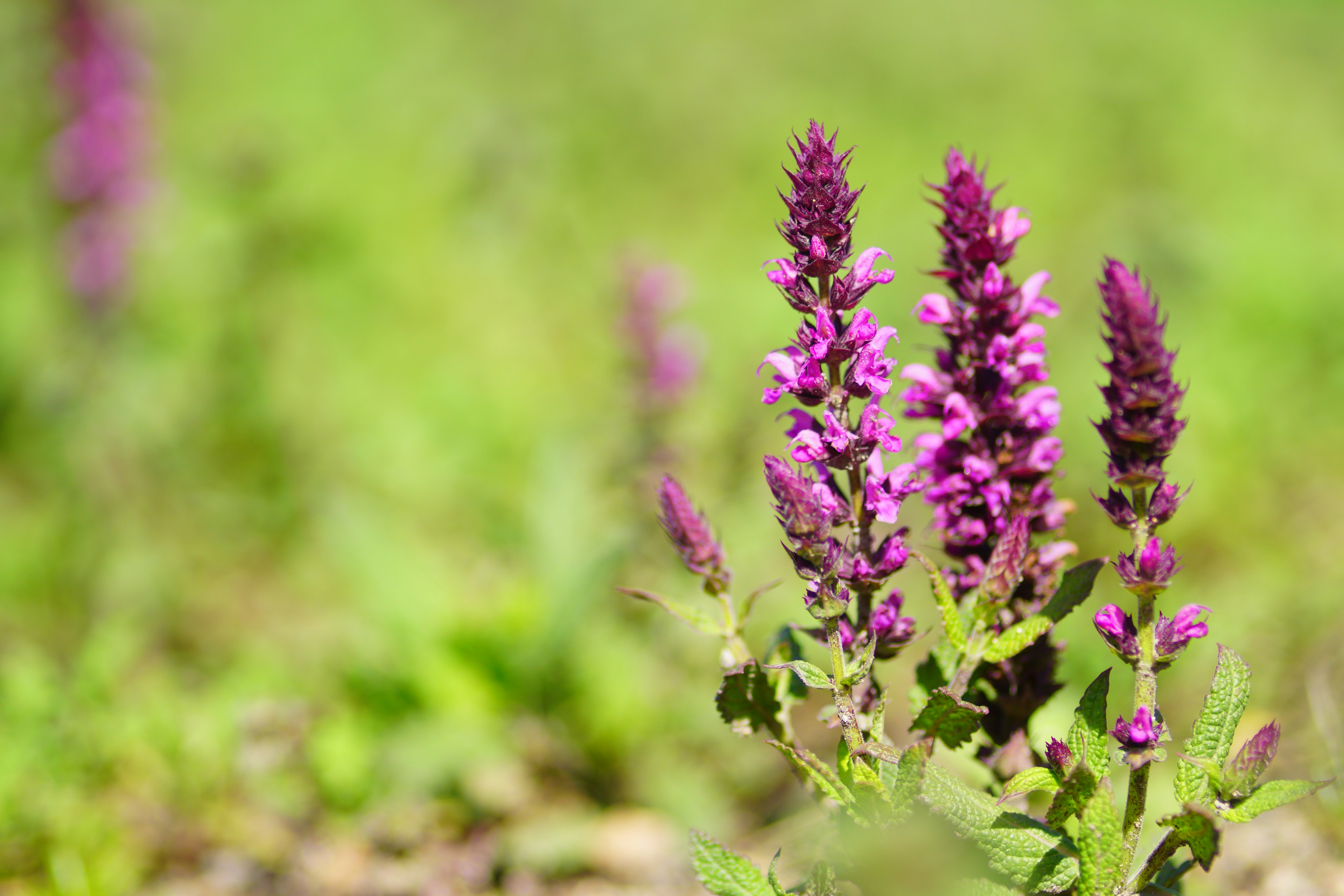 Primo piano di piante fiorite con fiori viola su sfondo verde