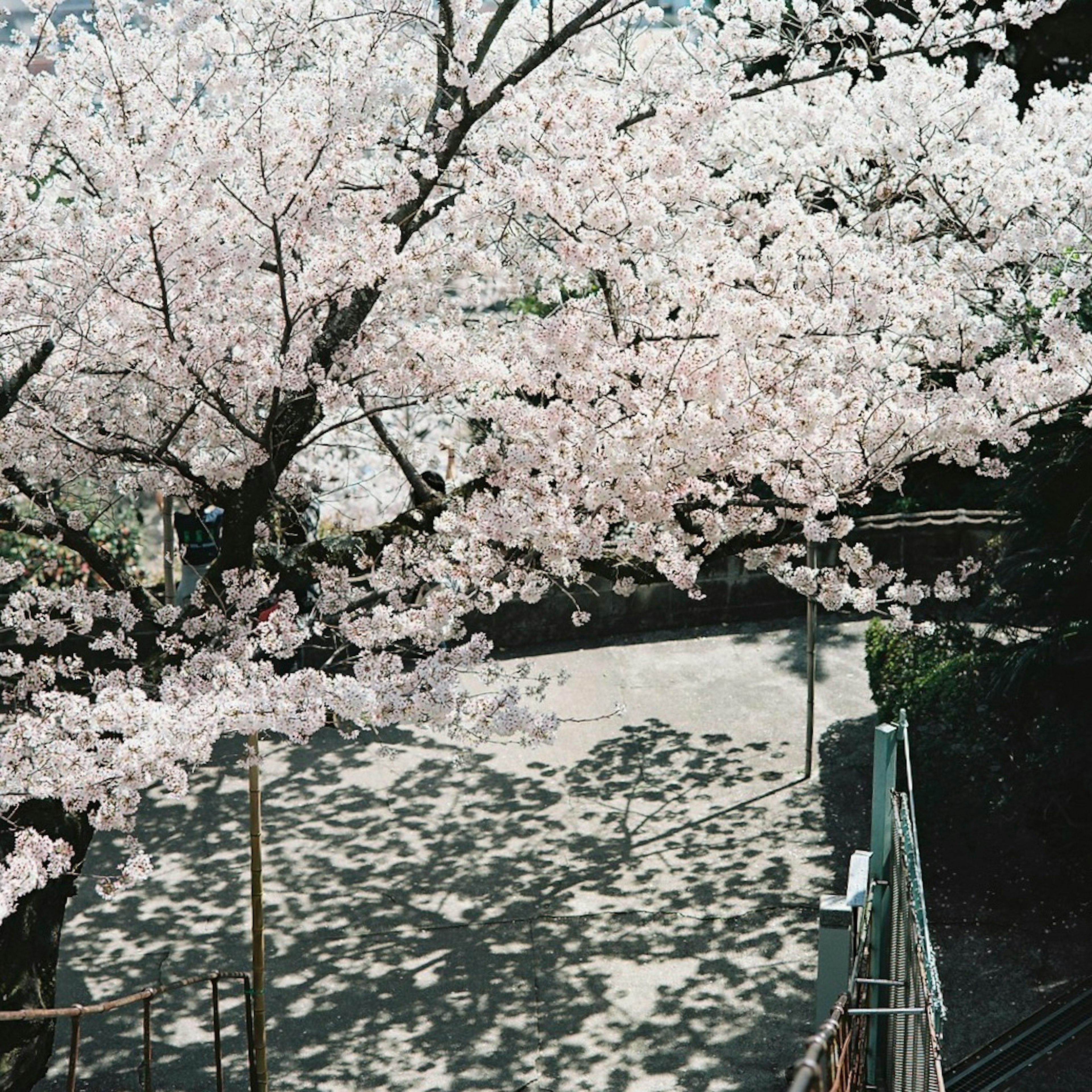 Albero di ciliegio in fiore con ombre sul terreno