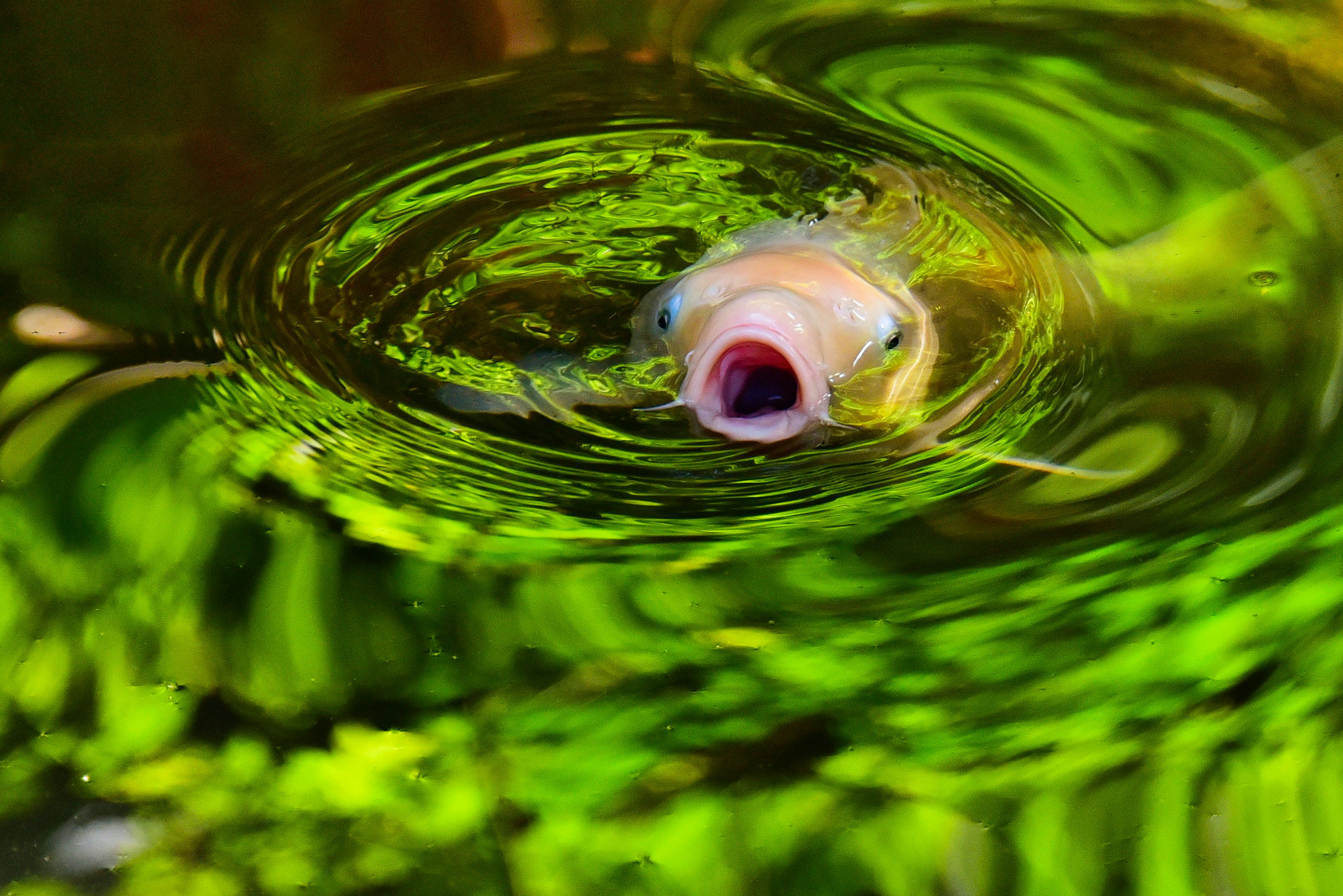 Fish emerging from water surrounded by green reflections