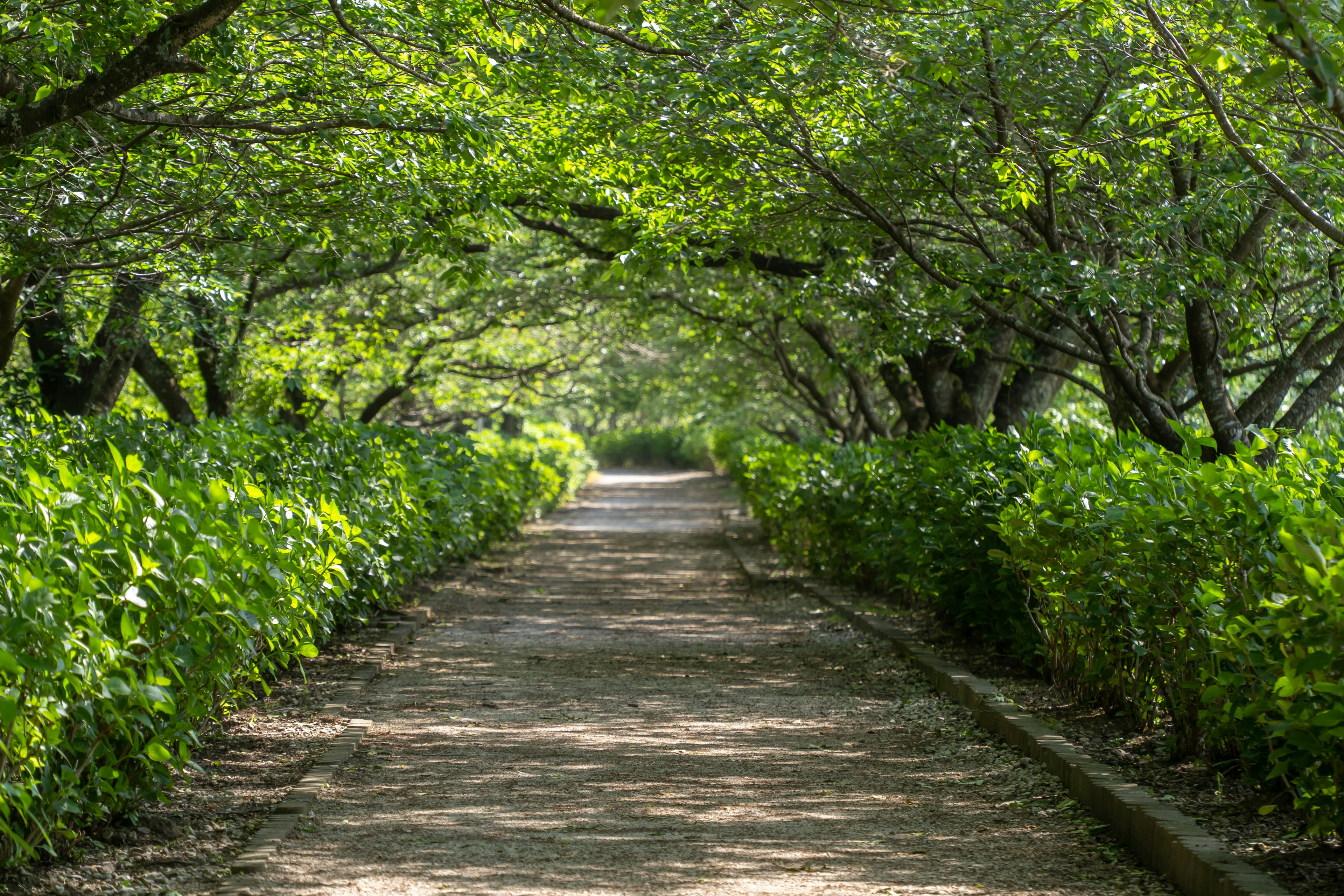 緑豊かな木々が茂る散歩道の風景