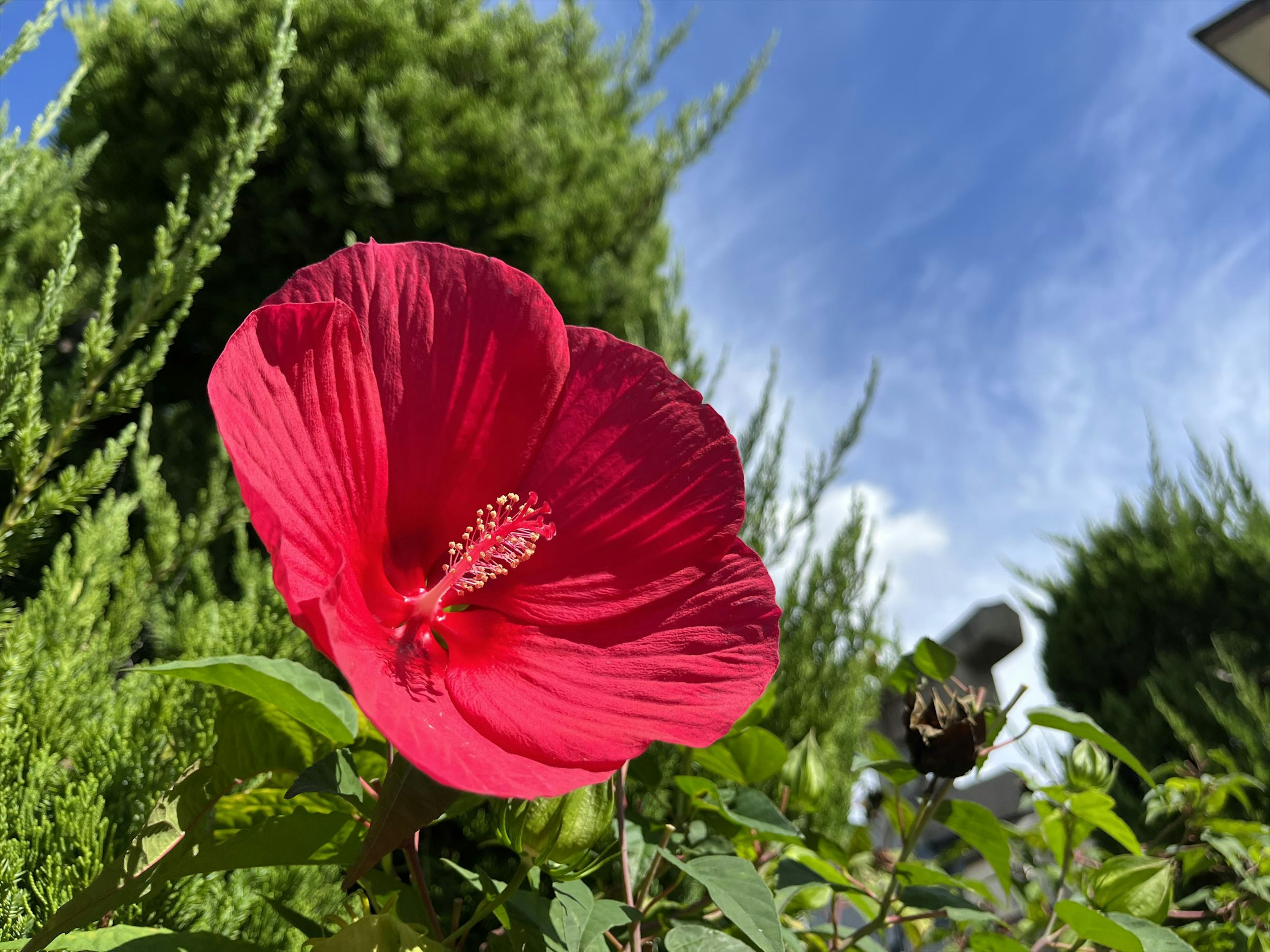 鮮やかな赤いハイビスカスの花と青空の背景