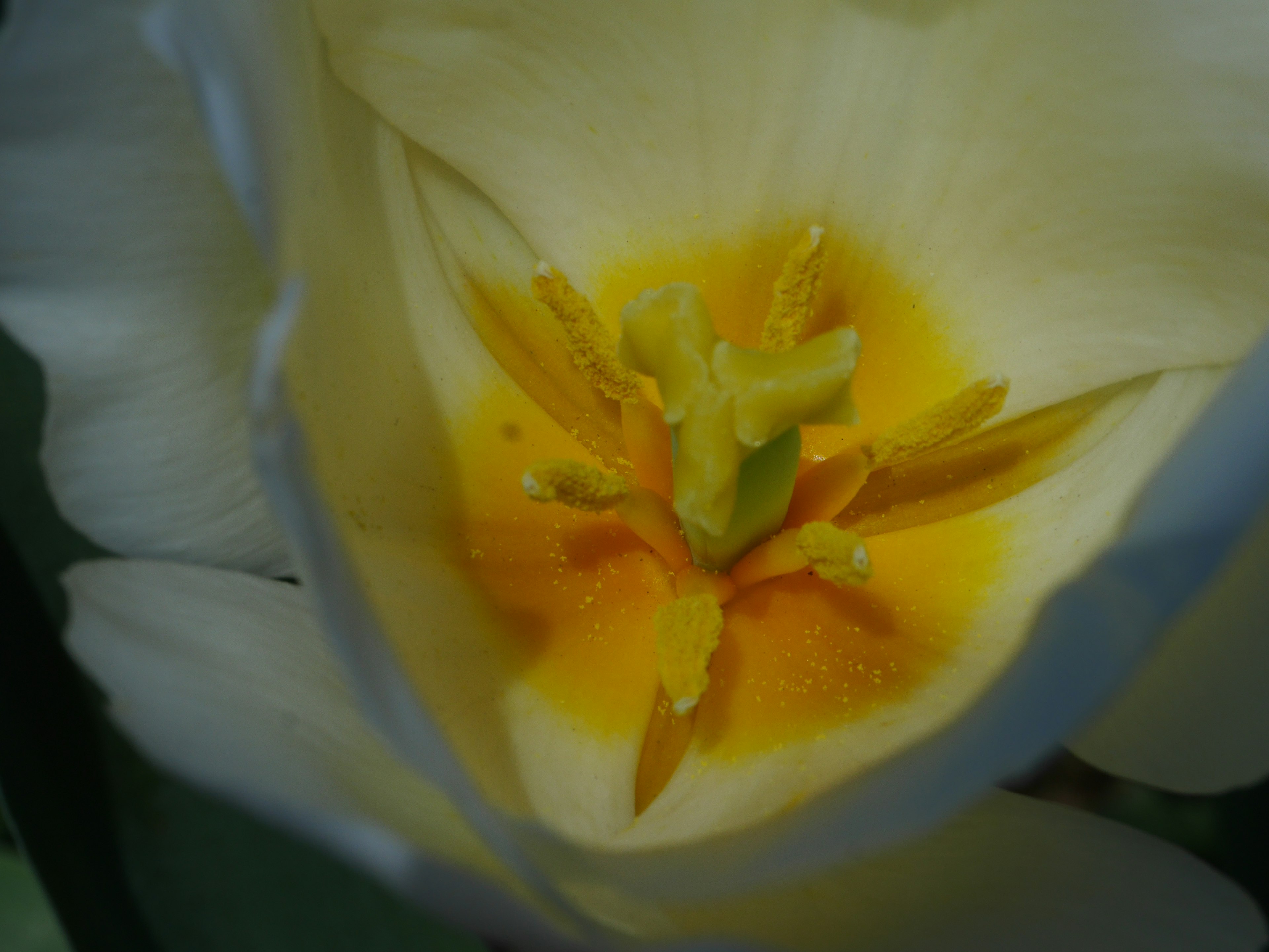 Close-up of a white tulip showing its center with yellow and green stamens