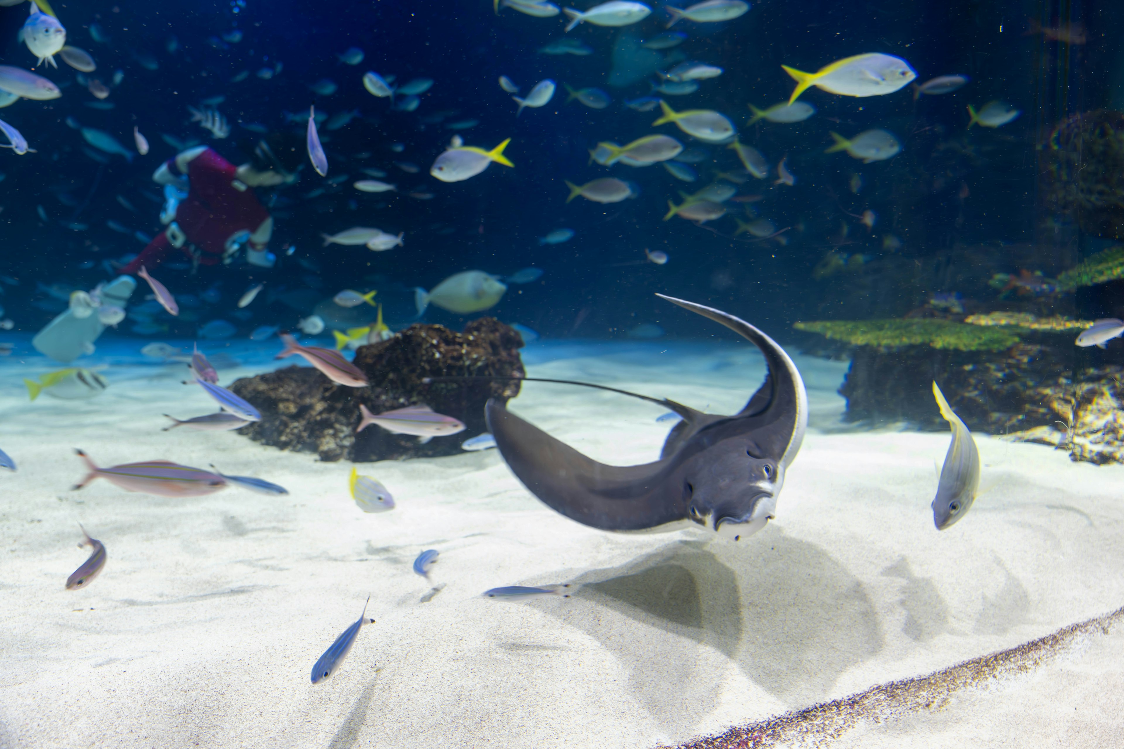 Raya nadando sobre el fondo arenoso con varios peces en acuario