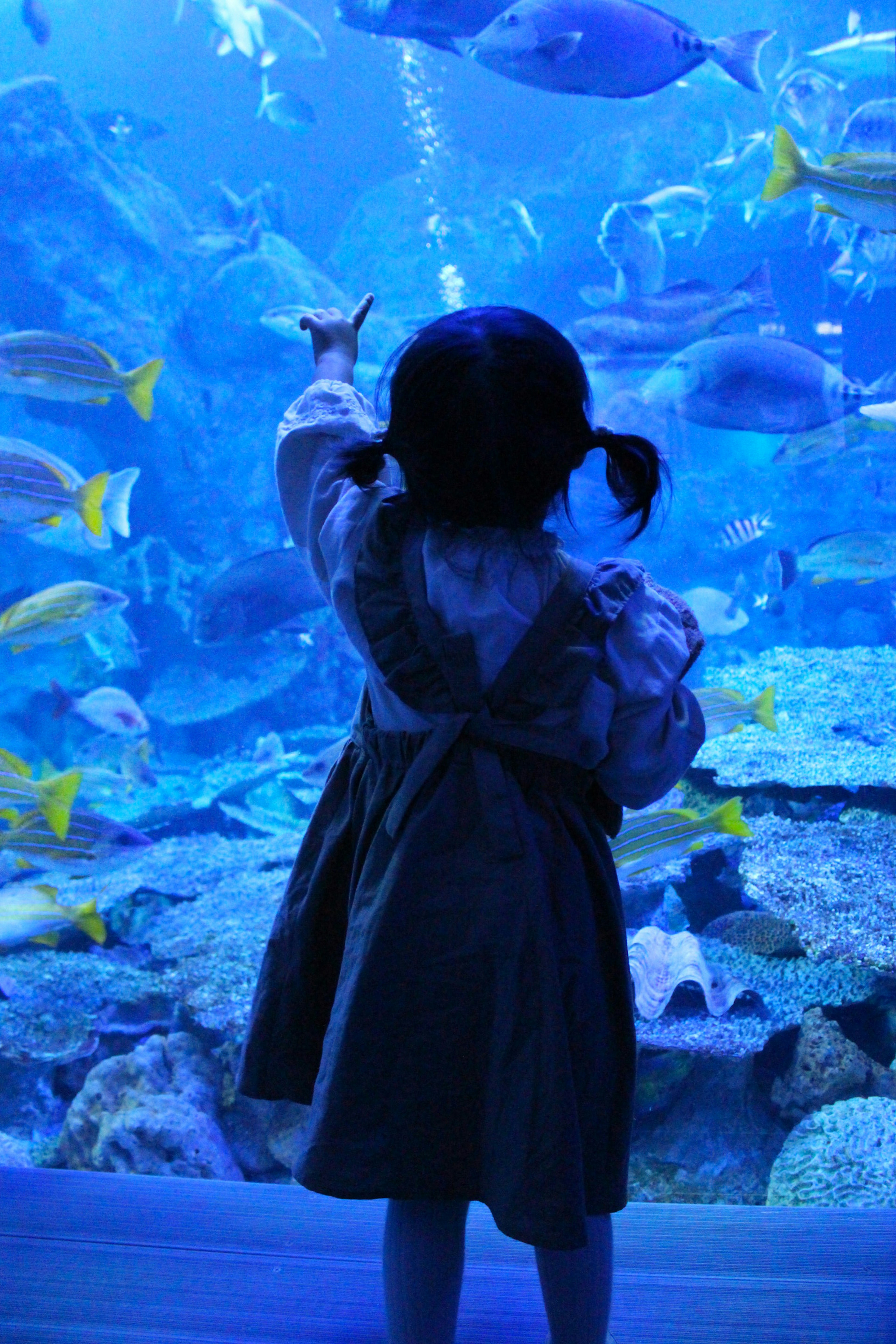 女孩在蓝色水族馆指着鱼