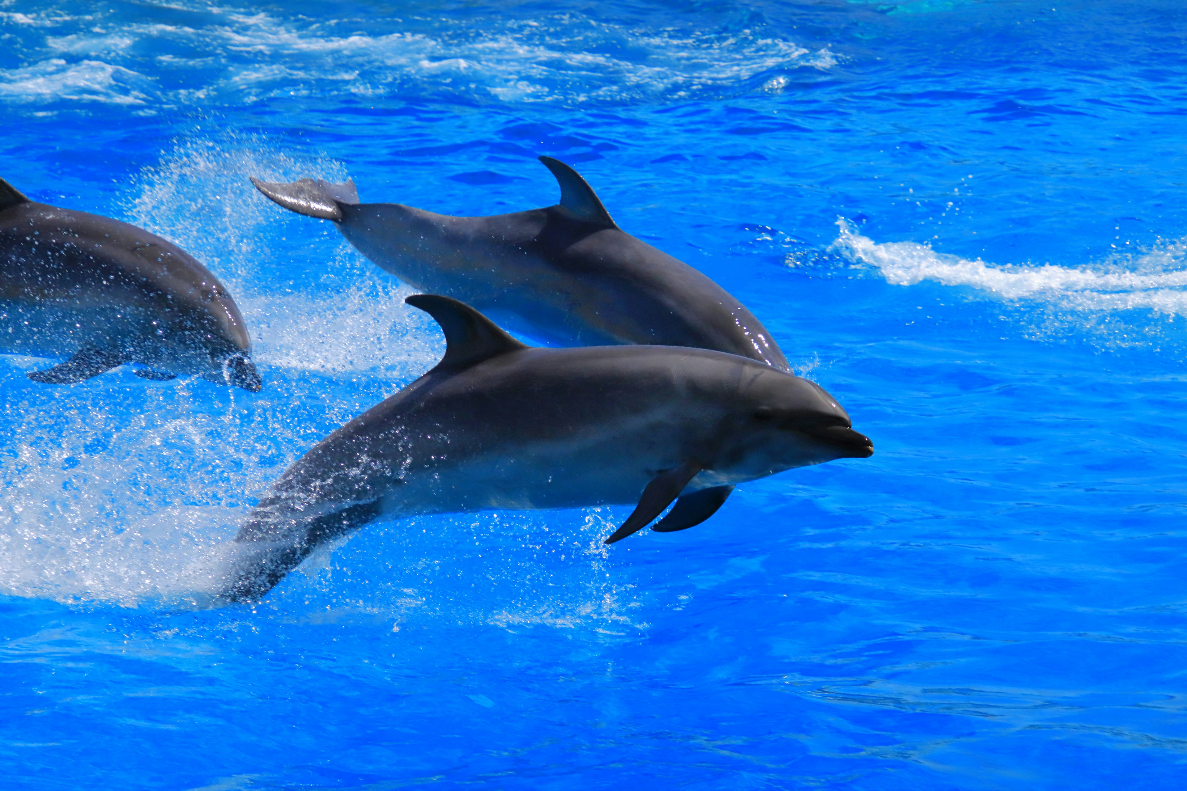 Dolphins jumping above a vibrant blue water surface