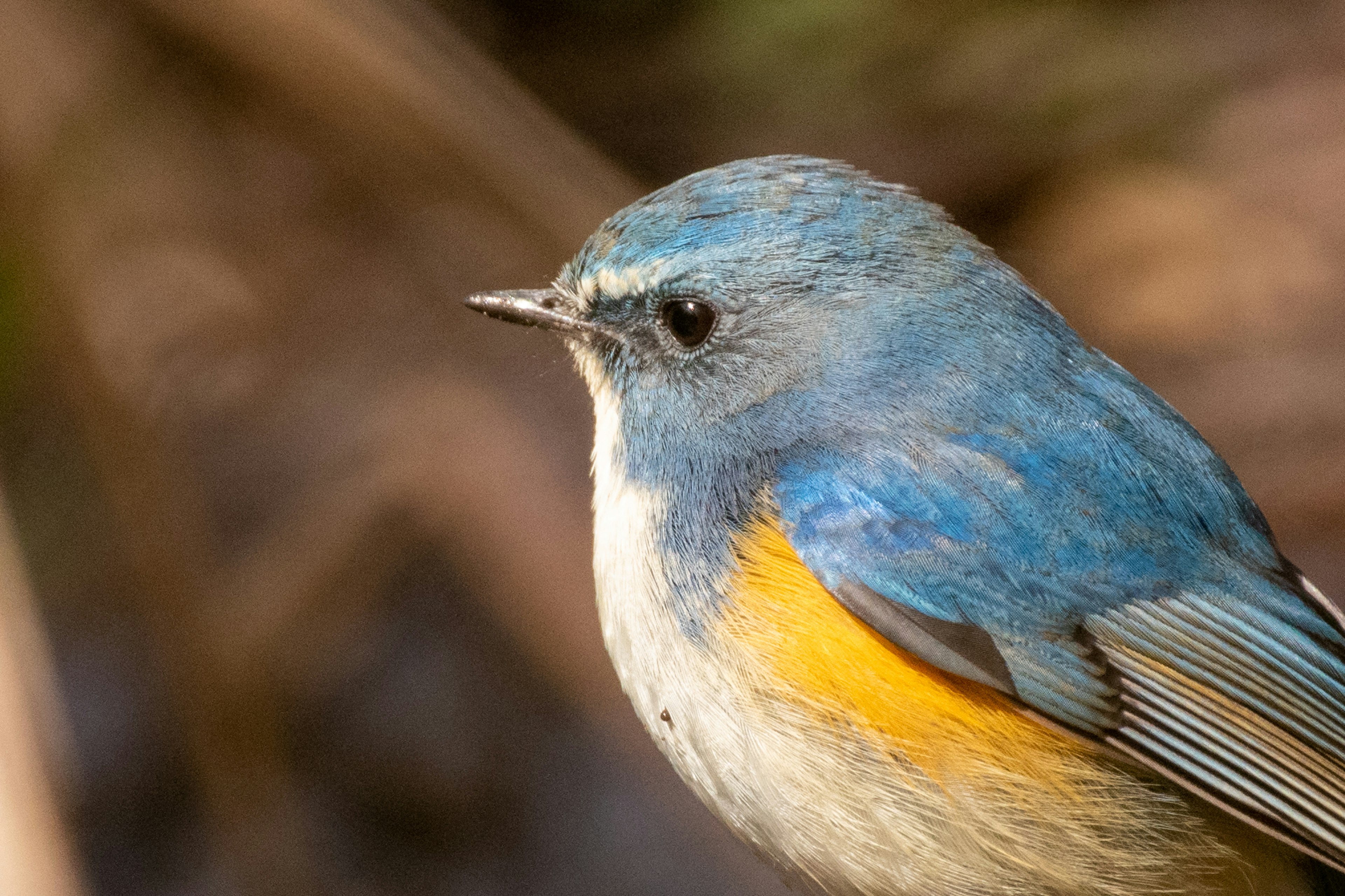 Primo piano di un uccello con piume blu e pancia arancione