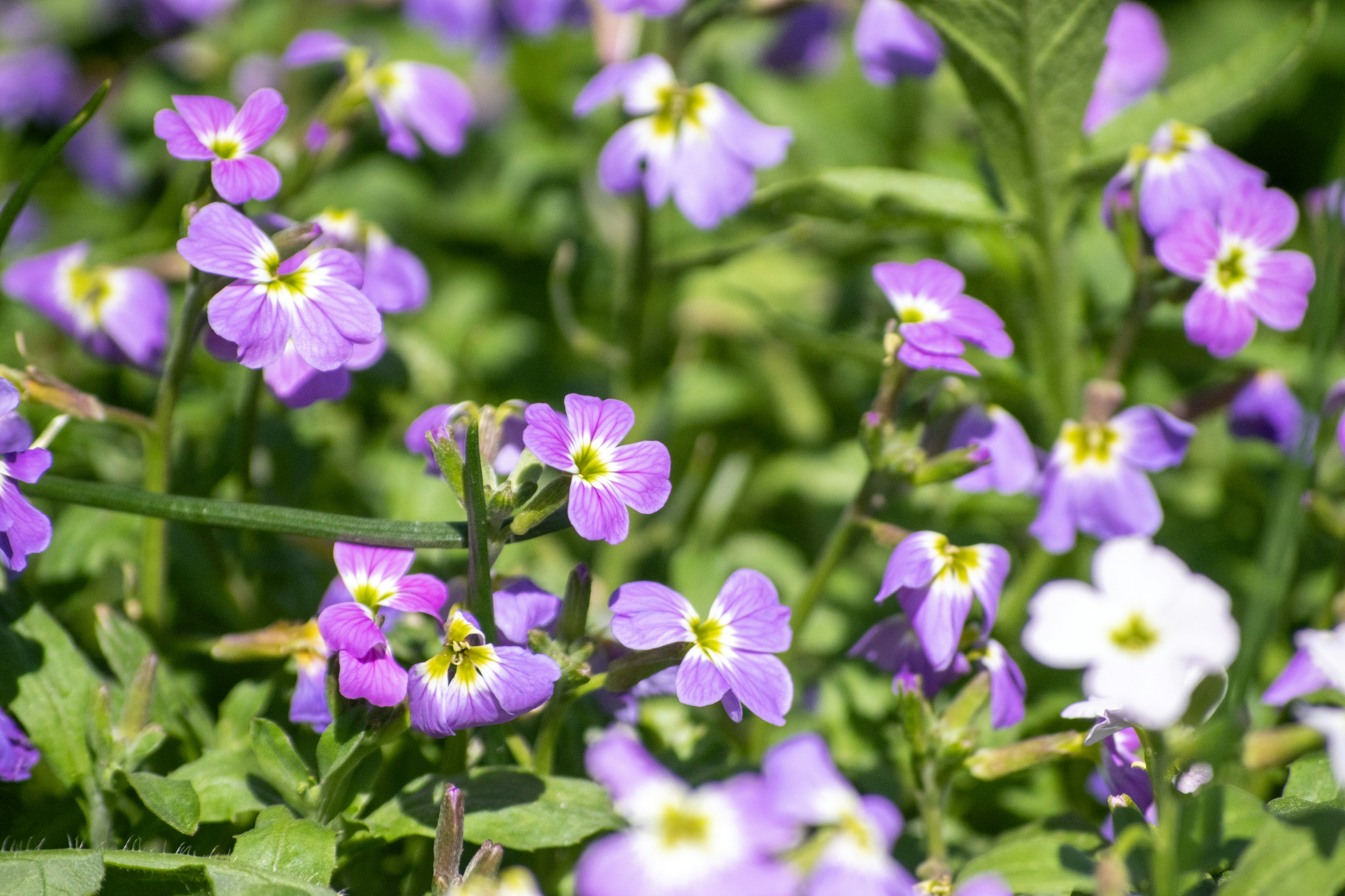 Hermosa escena de flores moradas y blancas entre hojas verdes