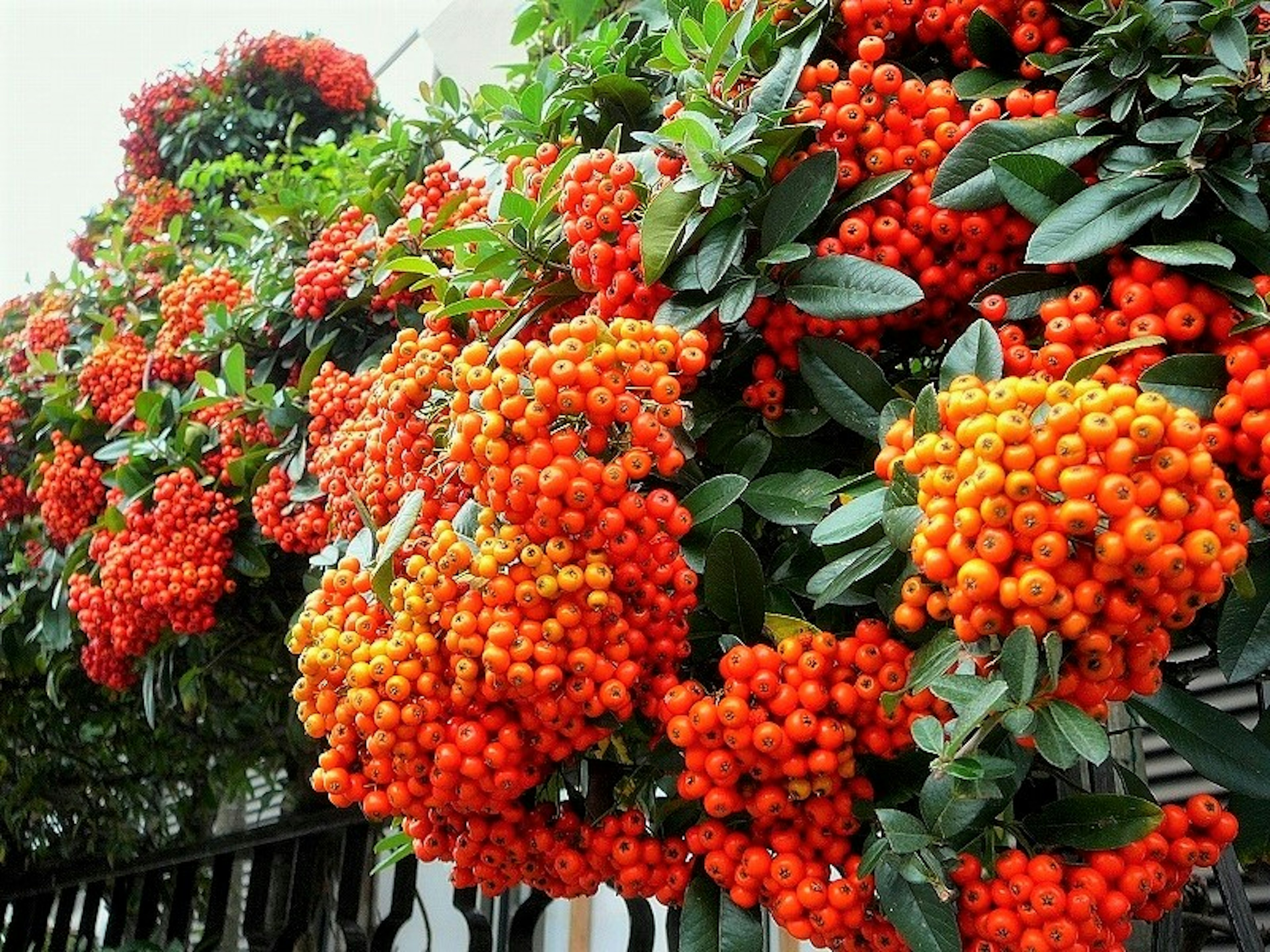 Primer plano de una planta con bayas naranjas vibrantes abundantes en sus ramas