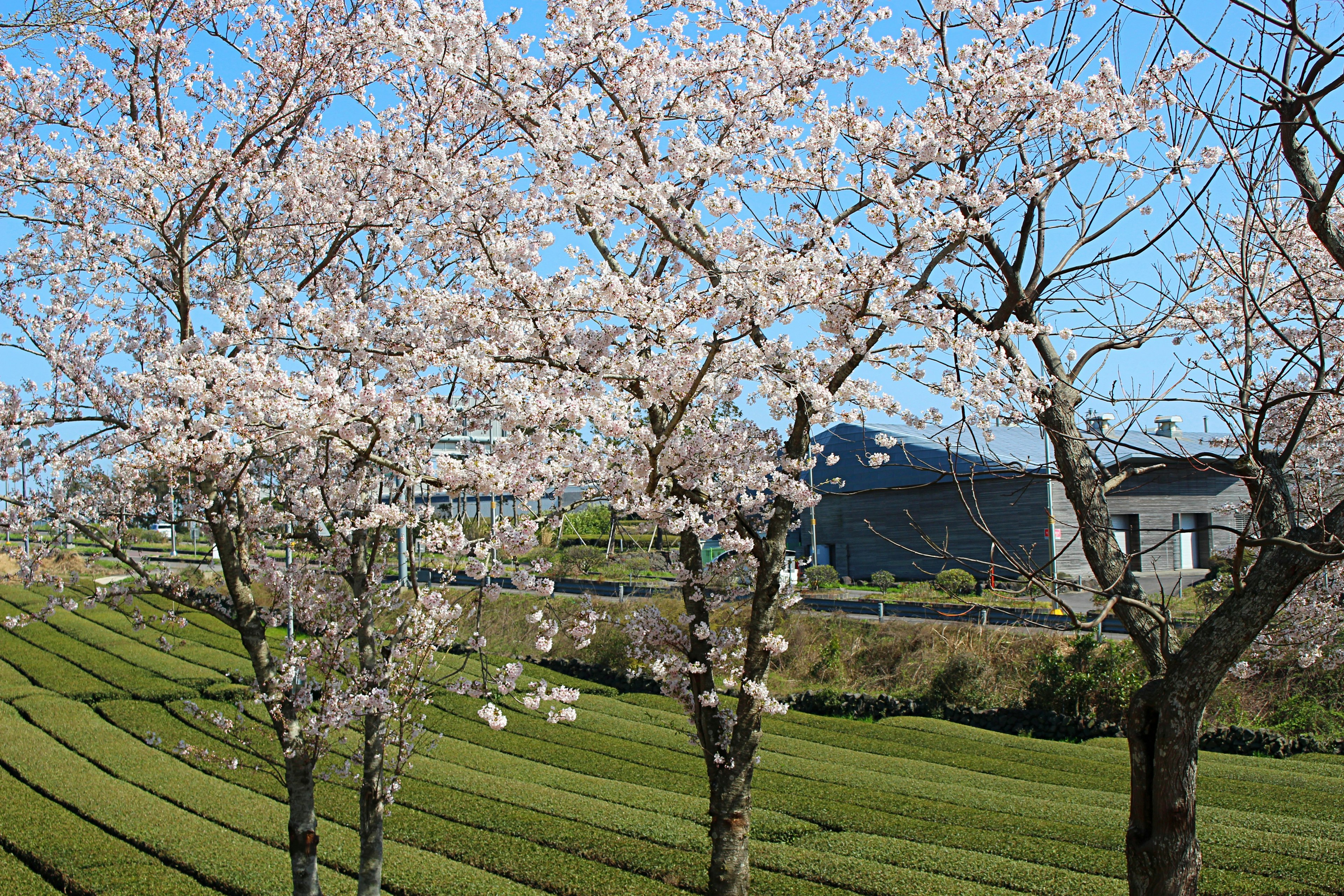 Alberi di ciliegio in fiore con campi di tè verde sullo sfondo