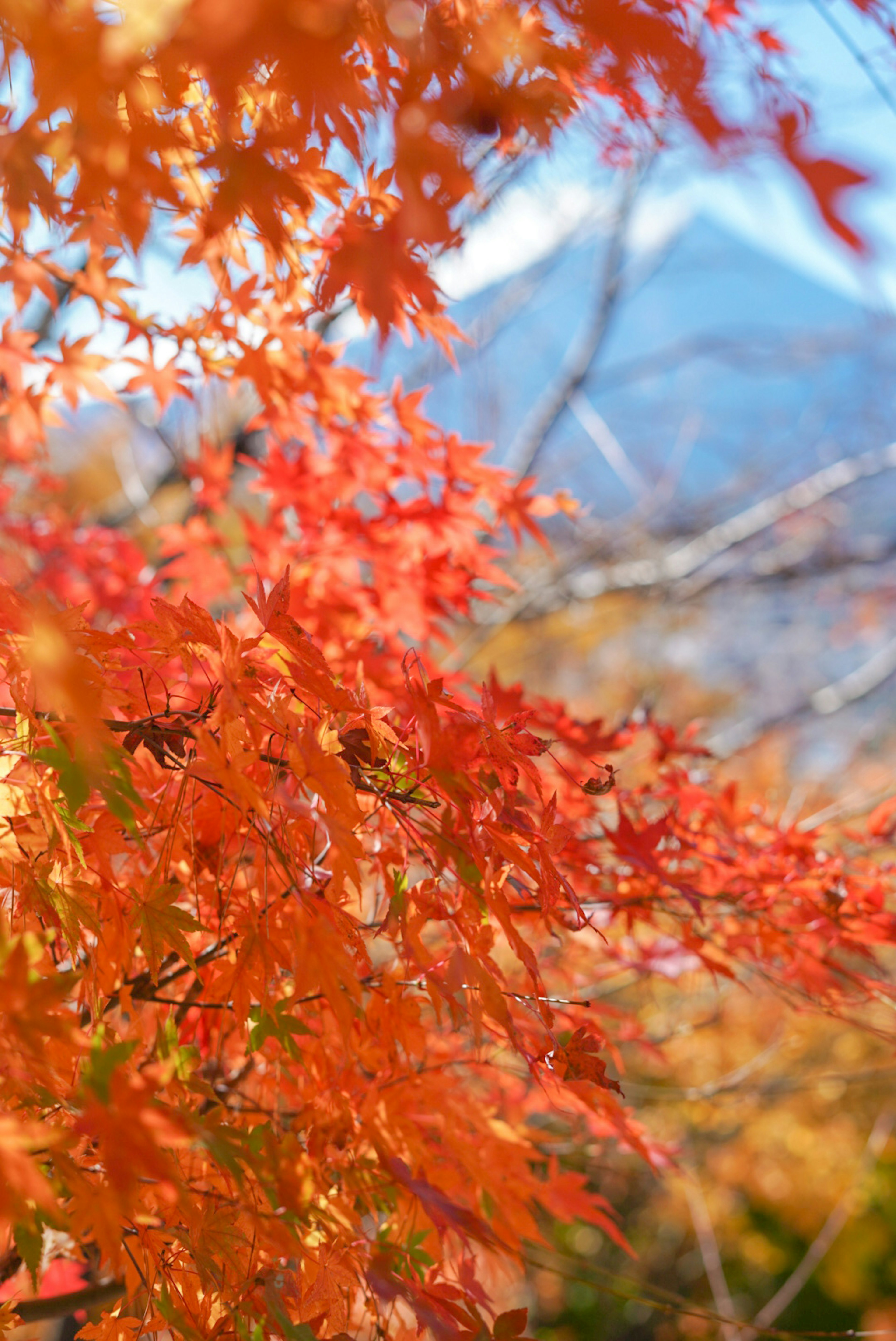 美しい紅葉の葉と青い山の背景