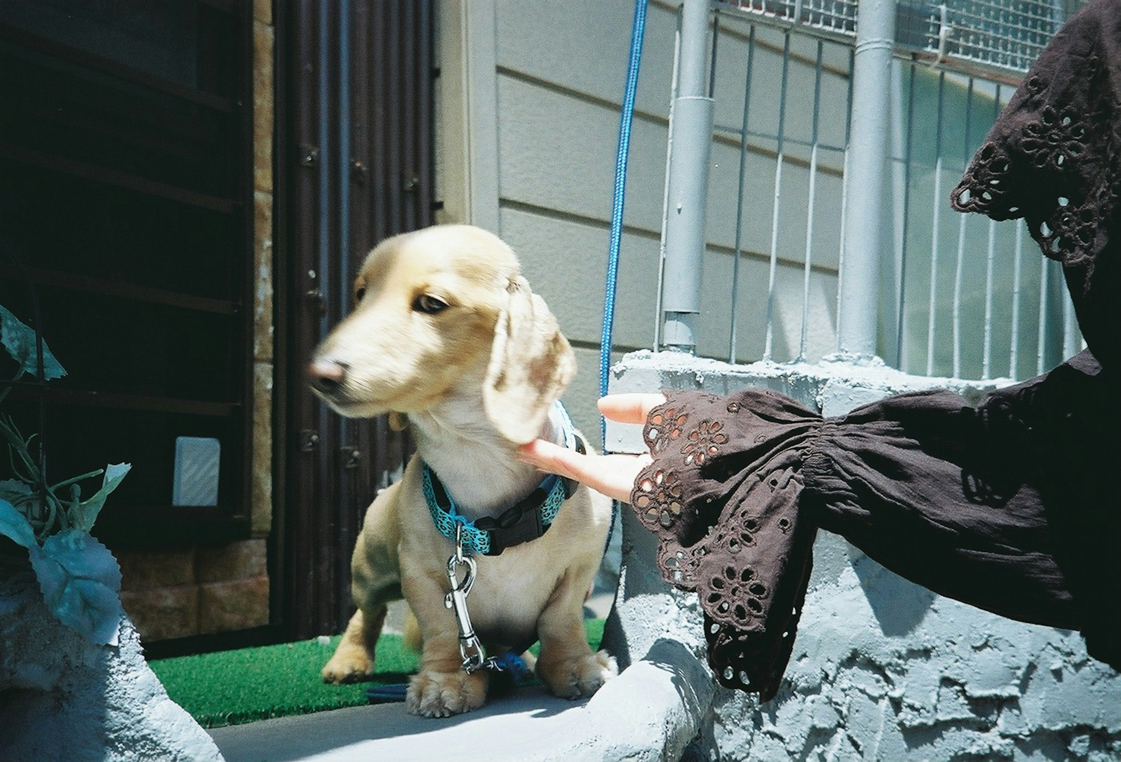 小型犬のダックスフンドが外で座っている光景