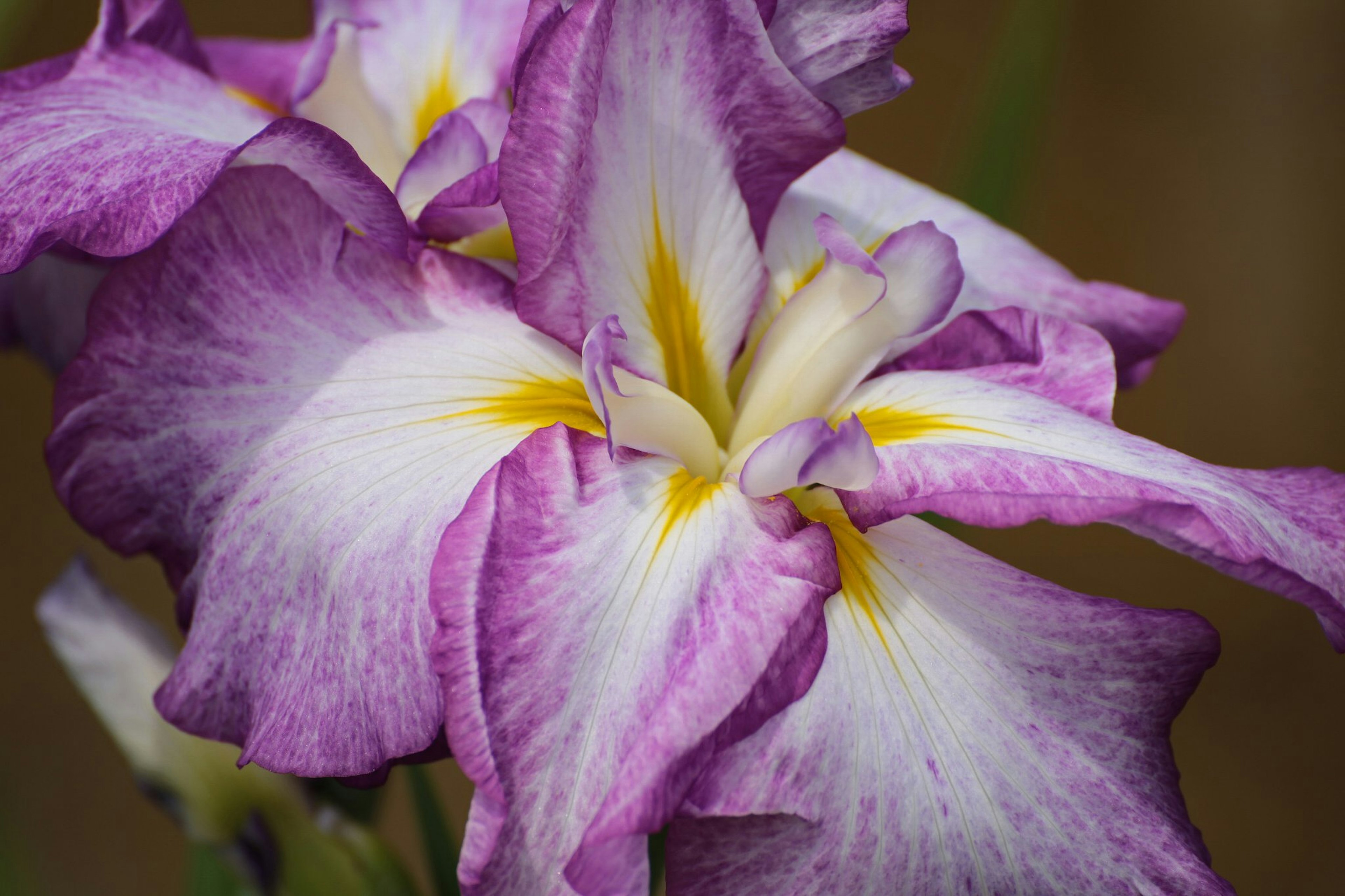 Gros plan de fleurs d'iris violettes et blanches