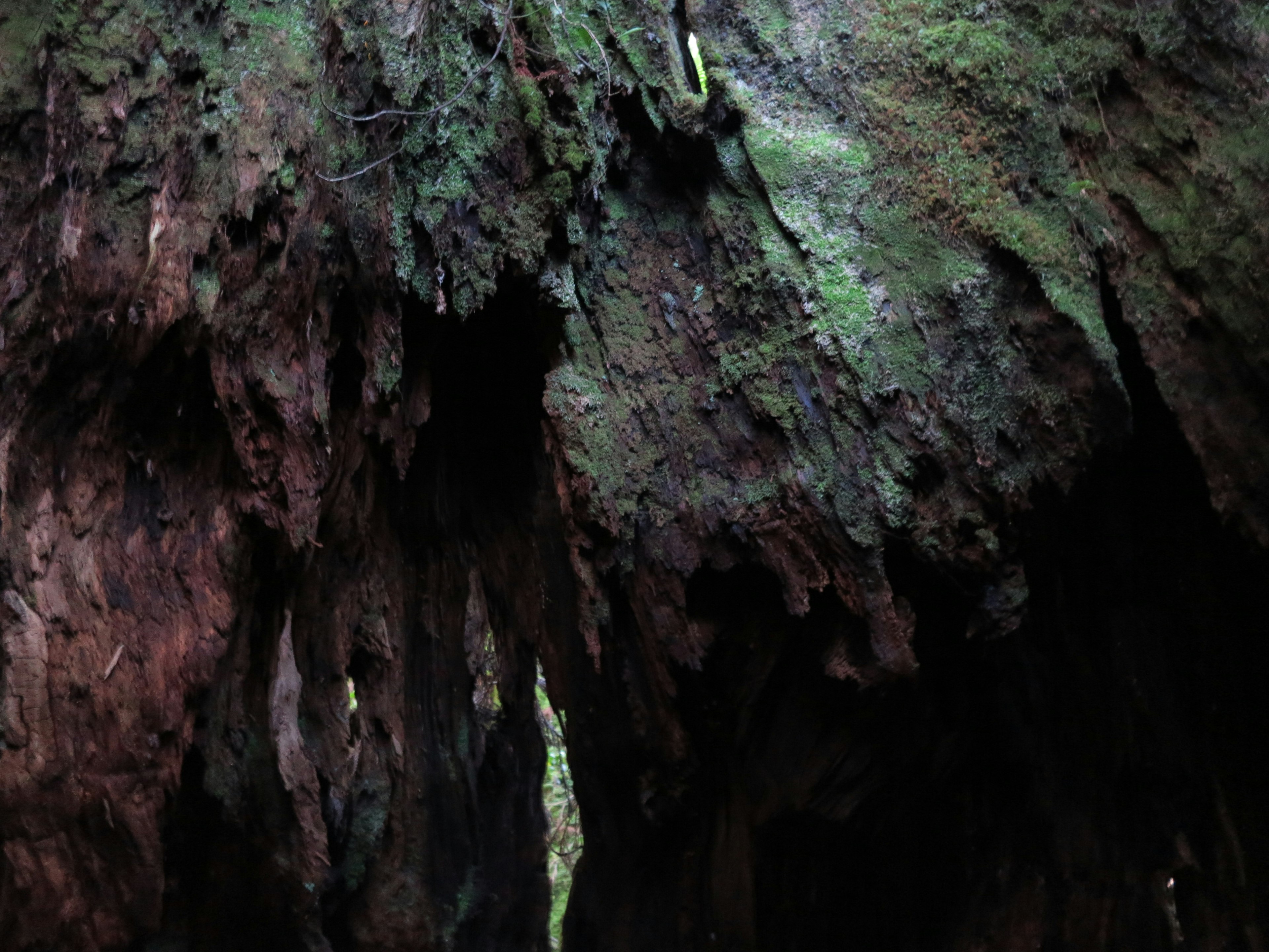 Imagen oscura que muestra la estructura interna de un árbol viejo con musgo verde y textura rugosa