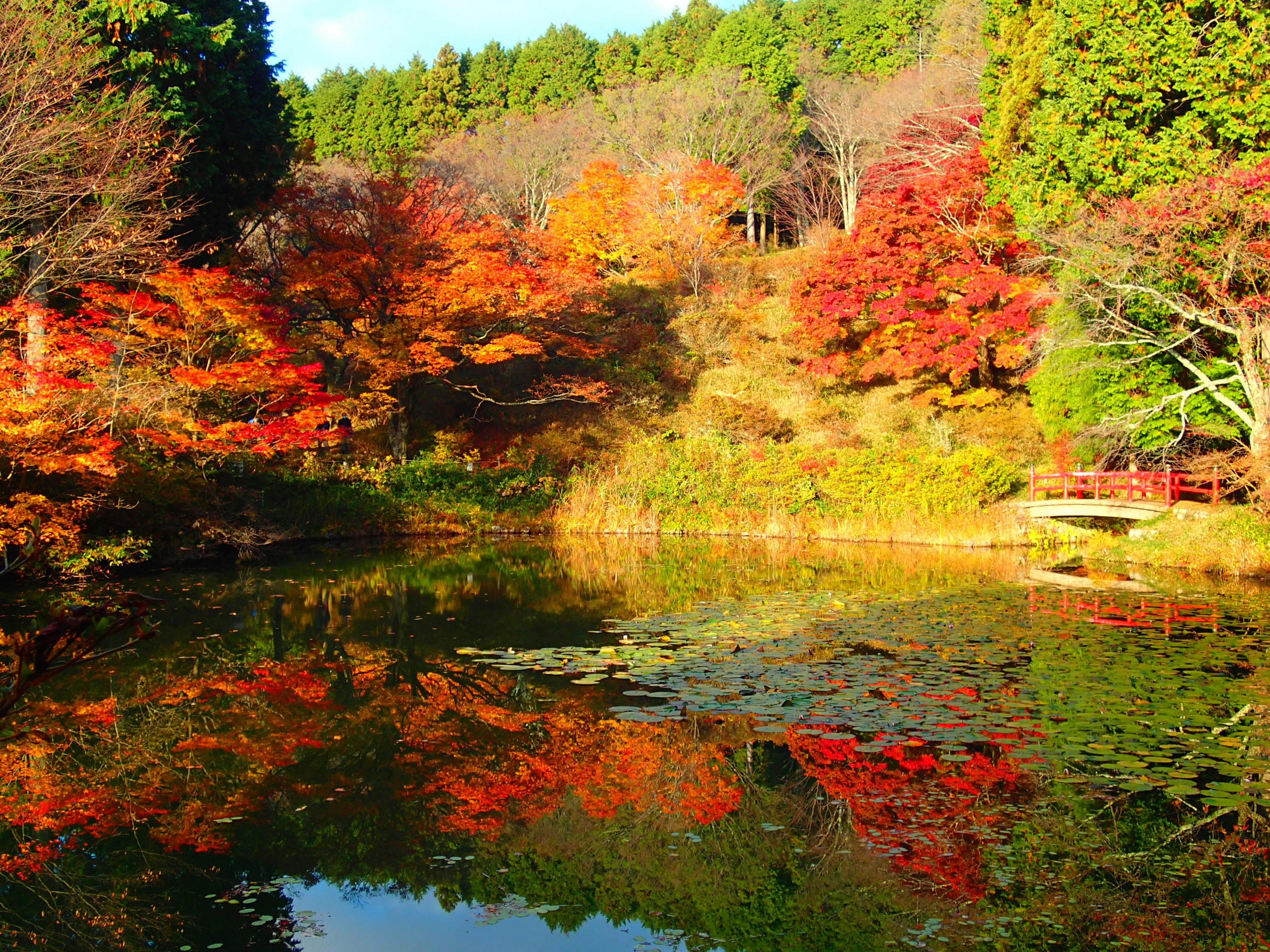 秋天樹葉環繞的池塘風景