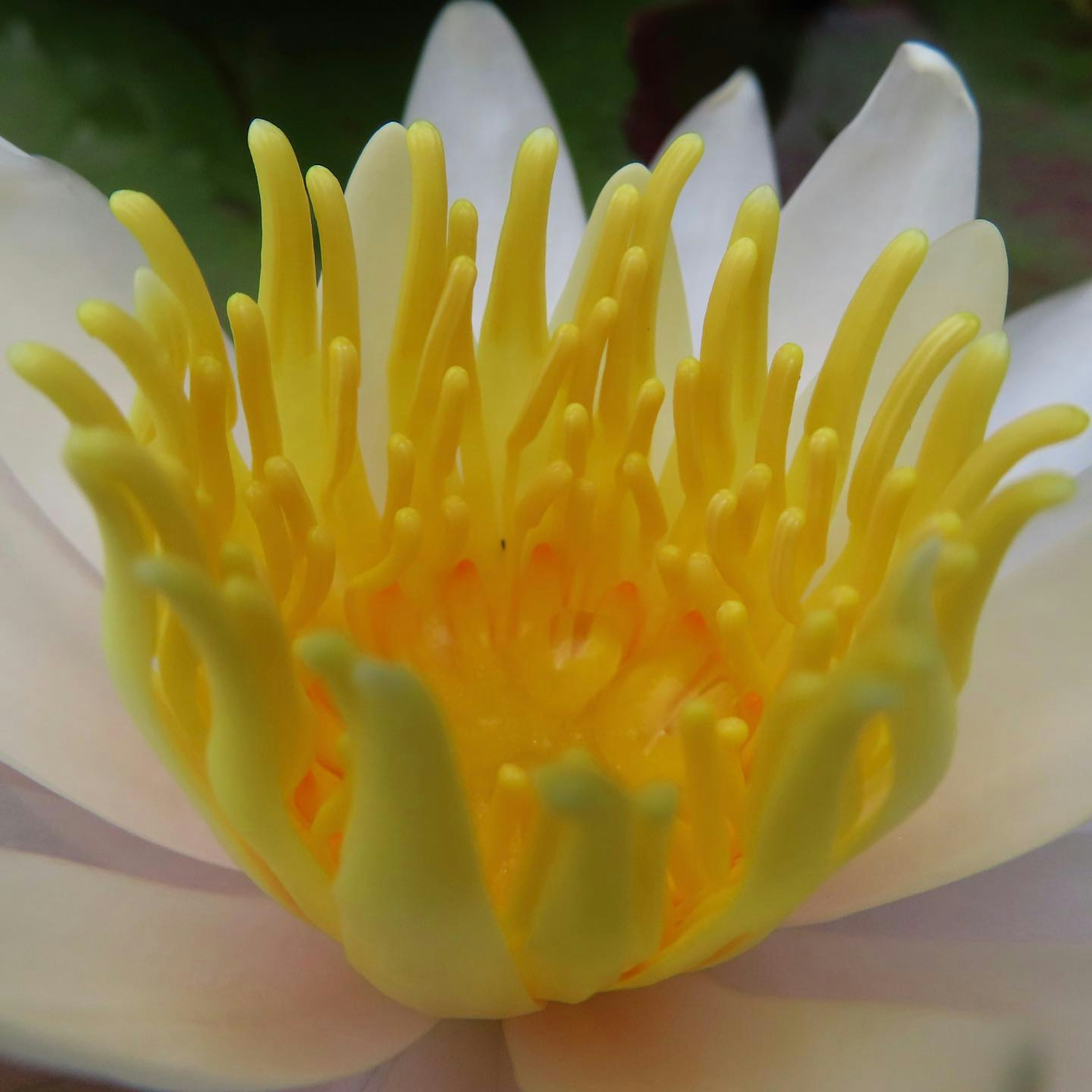 Close-up of a white lotus flower with yellow stamens