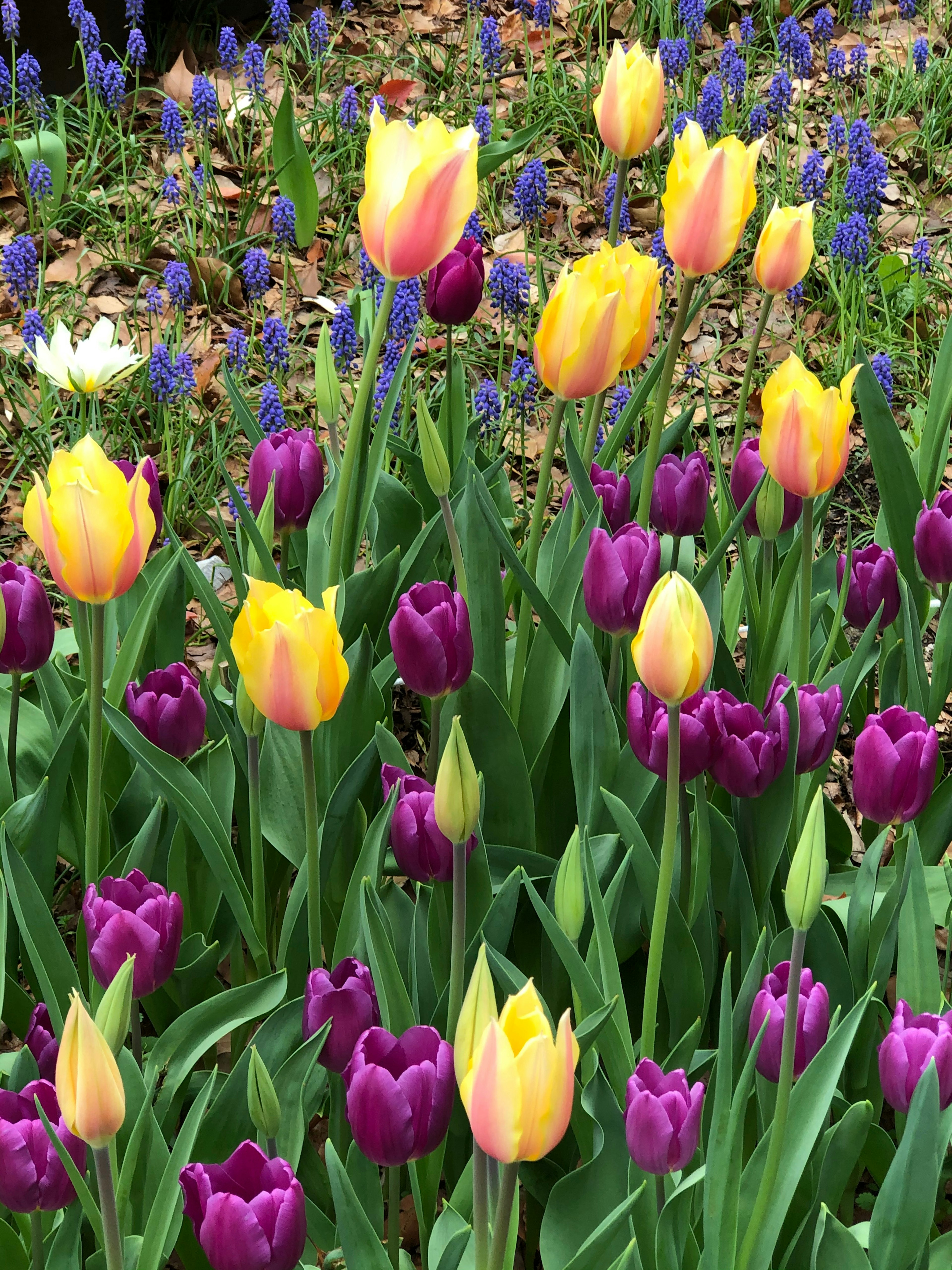 Lebendige gelbe und lila Tulpen blühen in einem Garten mit blauen Blumen