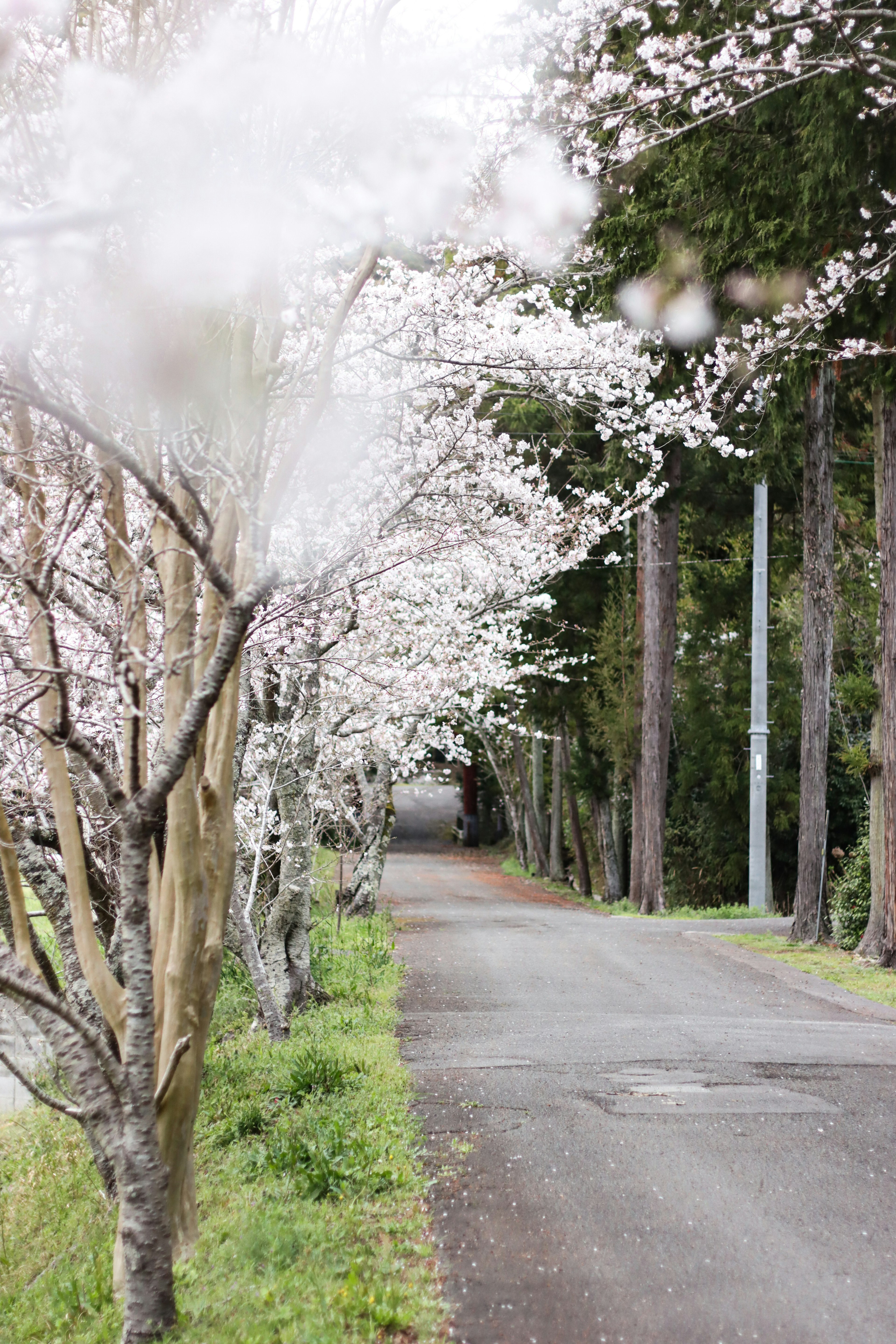 Chemin pittoresque bordé de cerisiers en fleurs