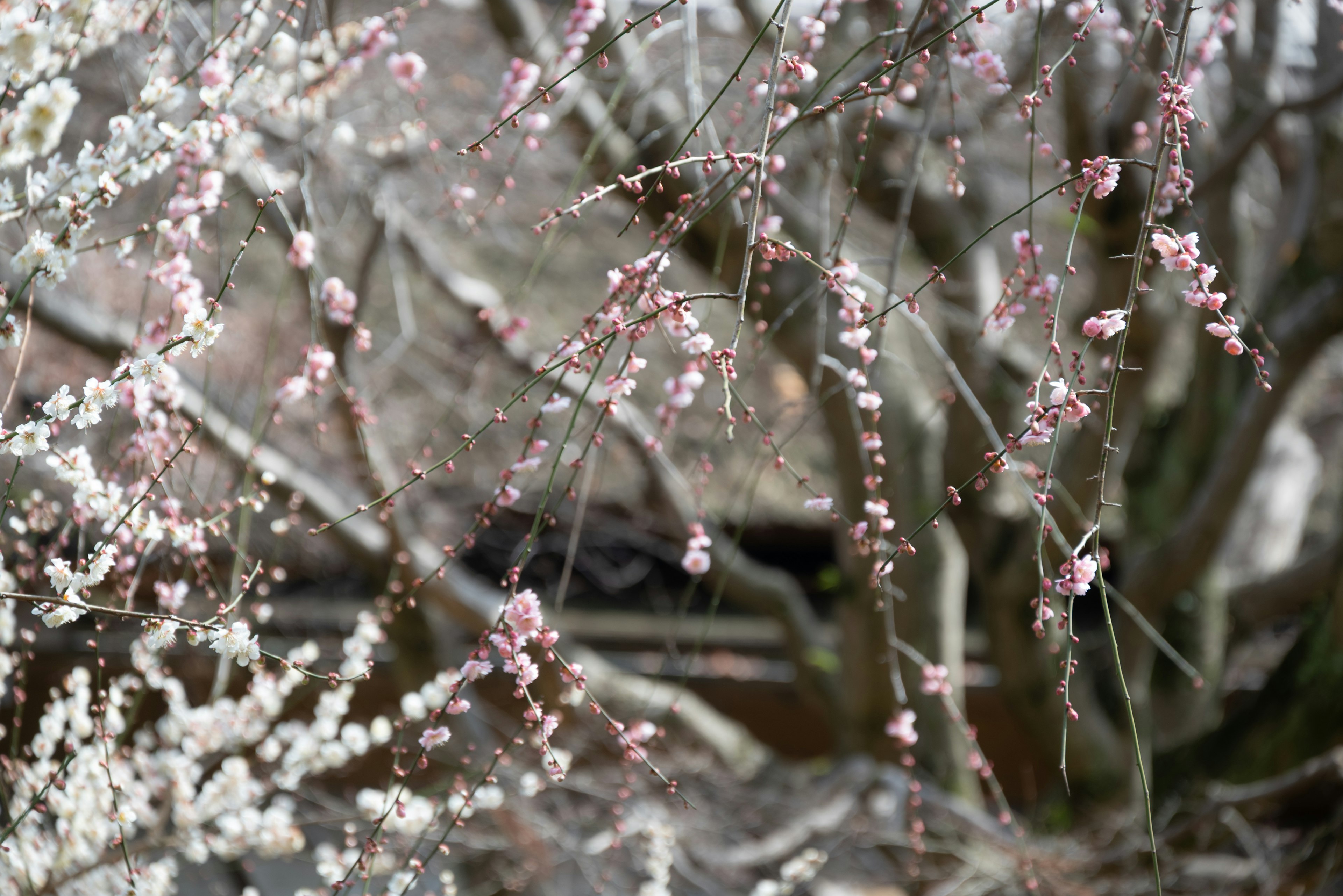 梅の花が咲く枝のクローズアップ