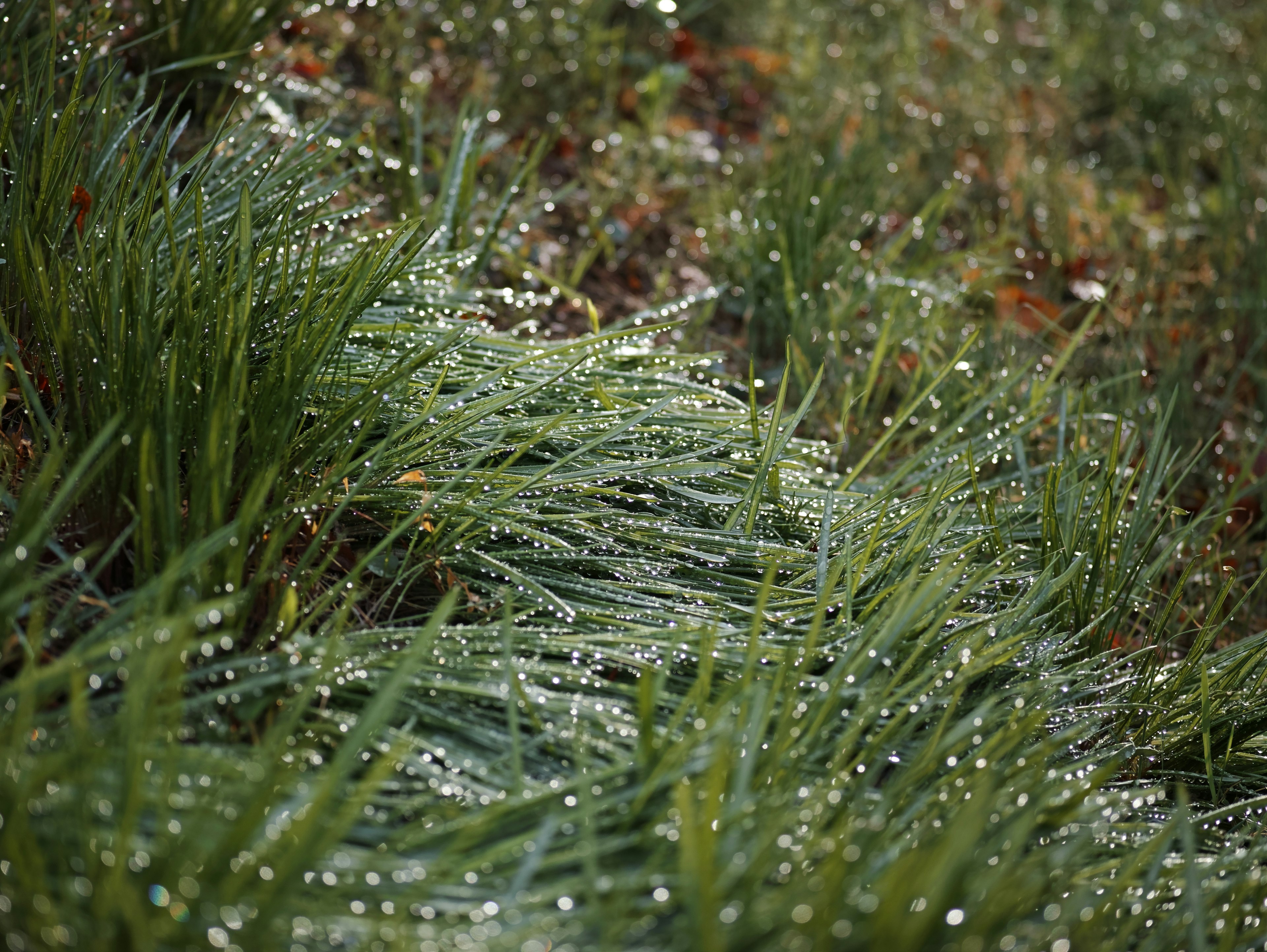 Lush green grass covered in dew with a soft focus