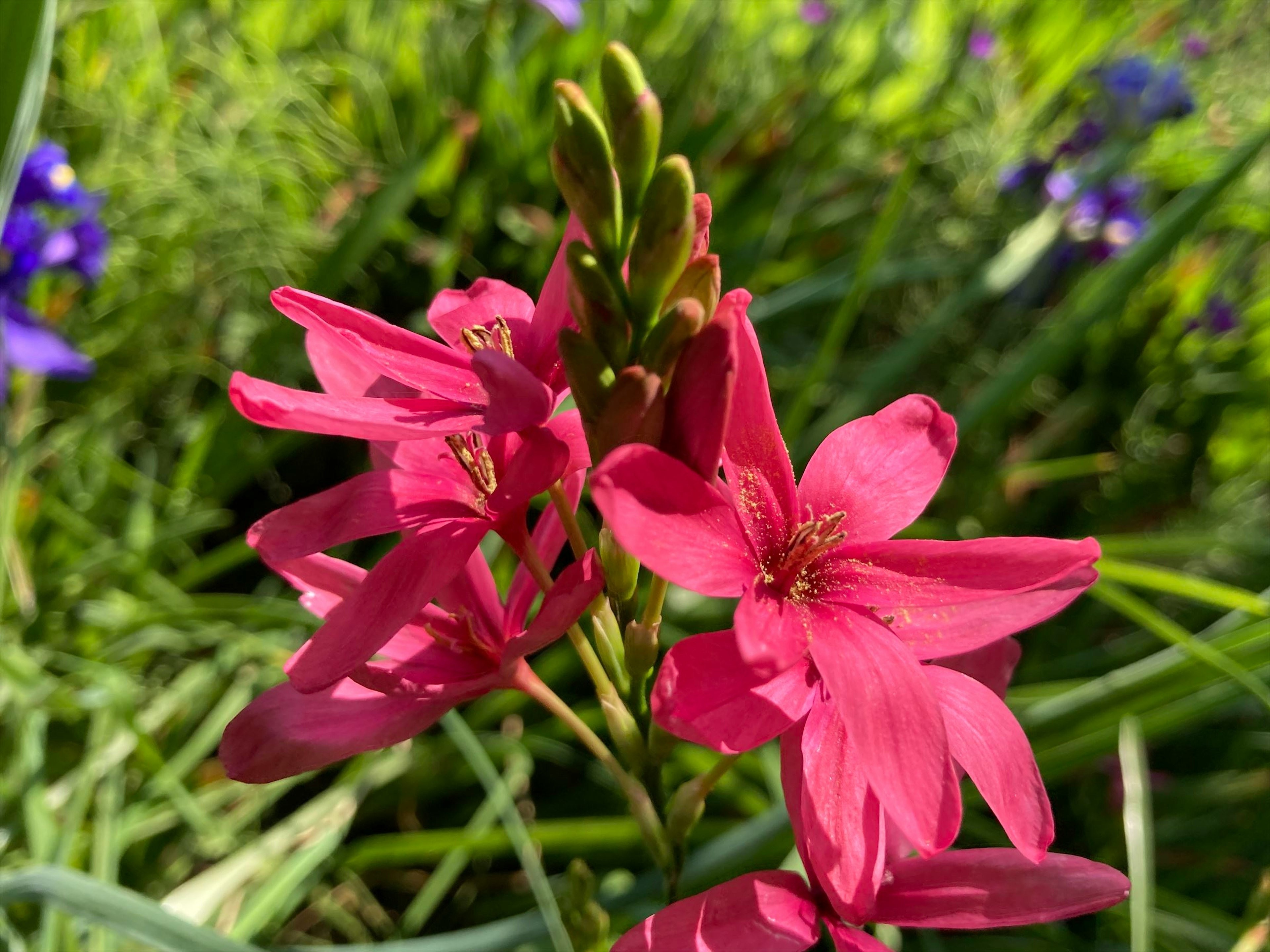 Fleurs roses éclatantes avec des feuilles vertes dans un cadre naturel