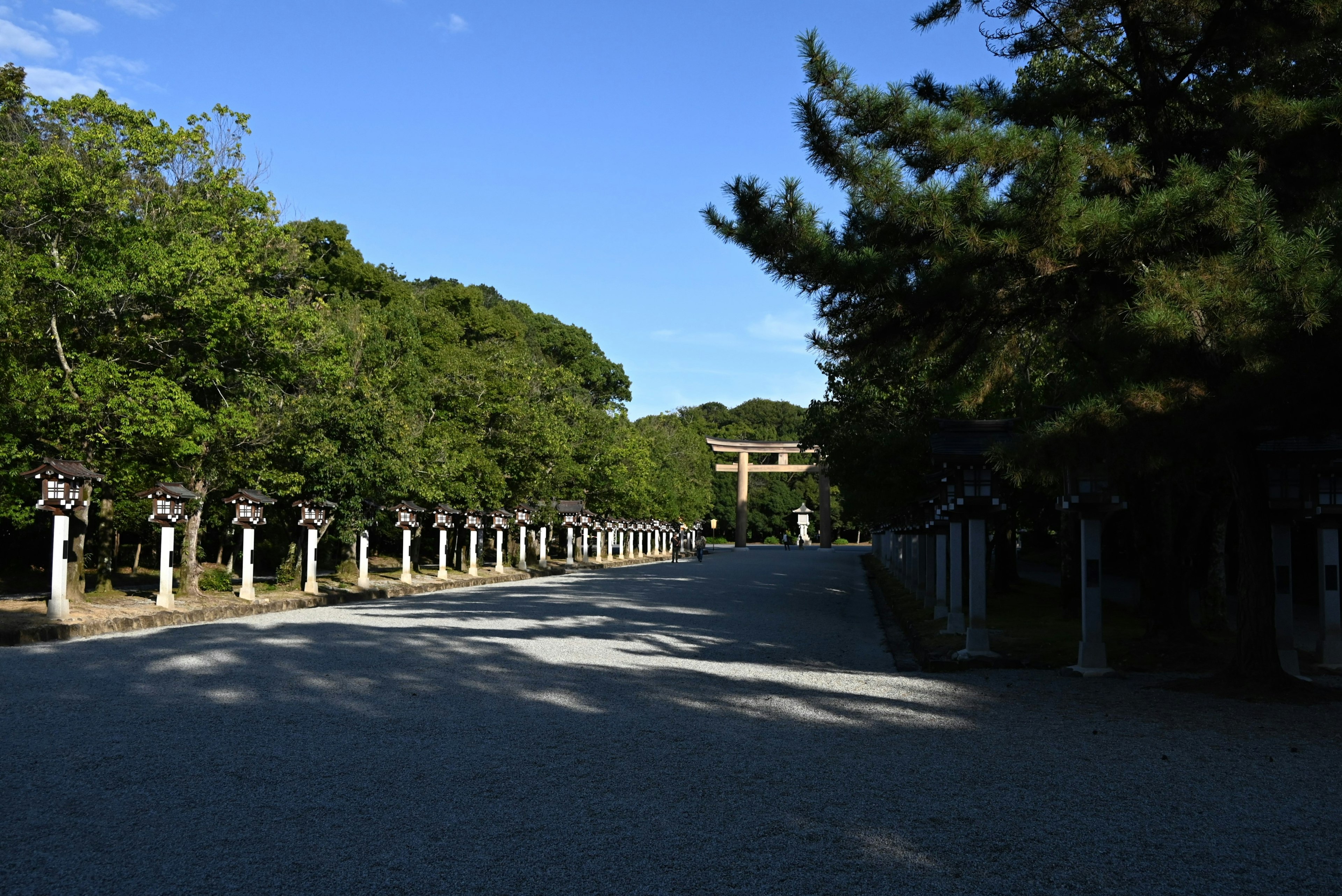 Route pittoresque entourée de verdure luxuriante avec un torii en arrière-plan