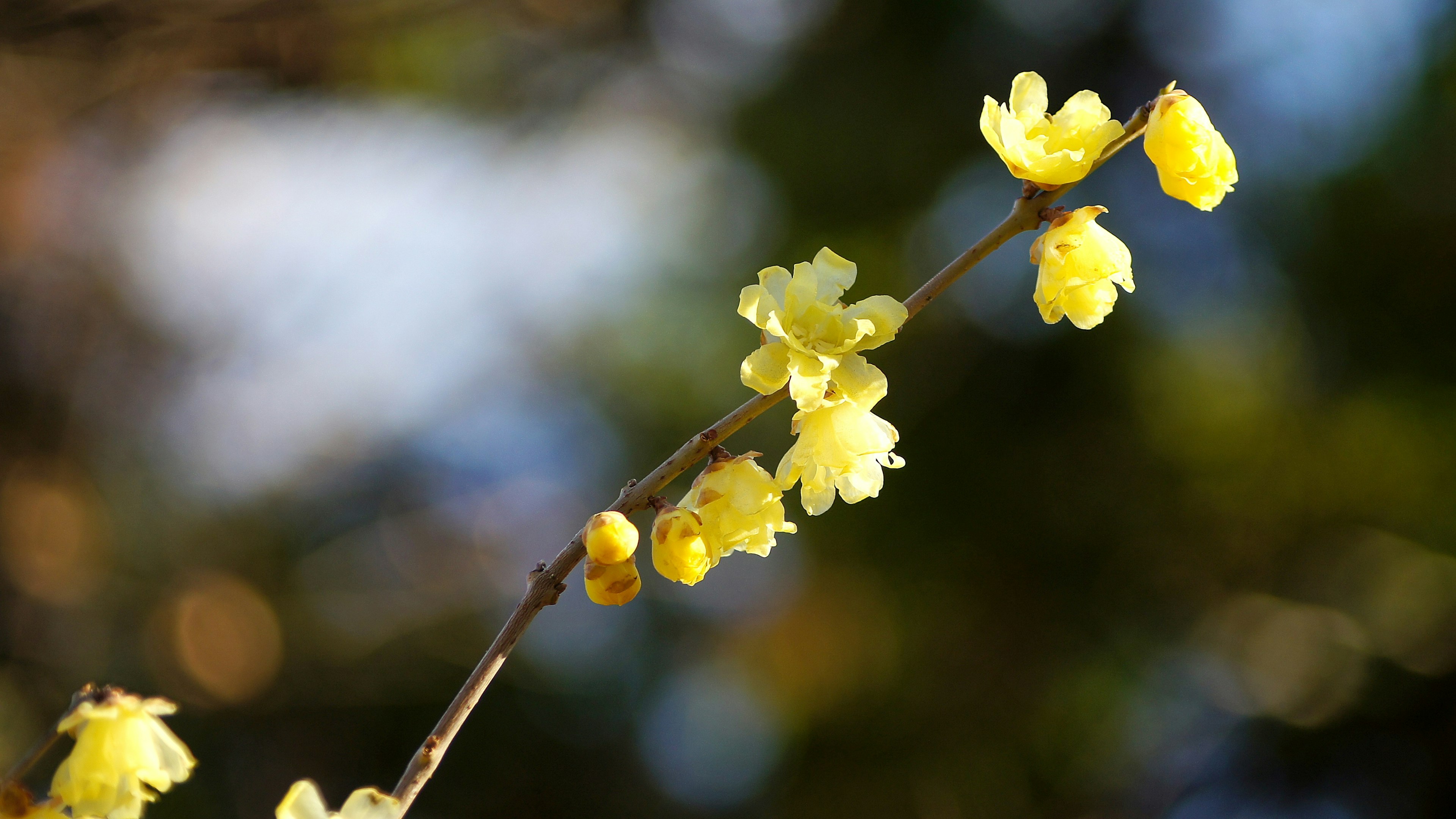 Gros plan d'une branche avec des fleurs jaunes en fleurs