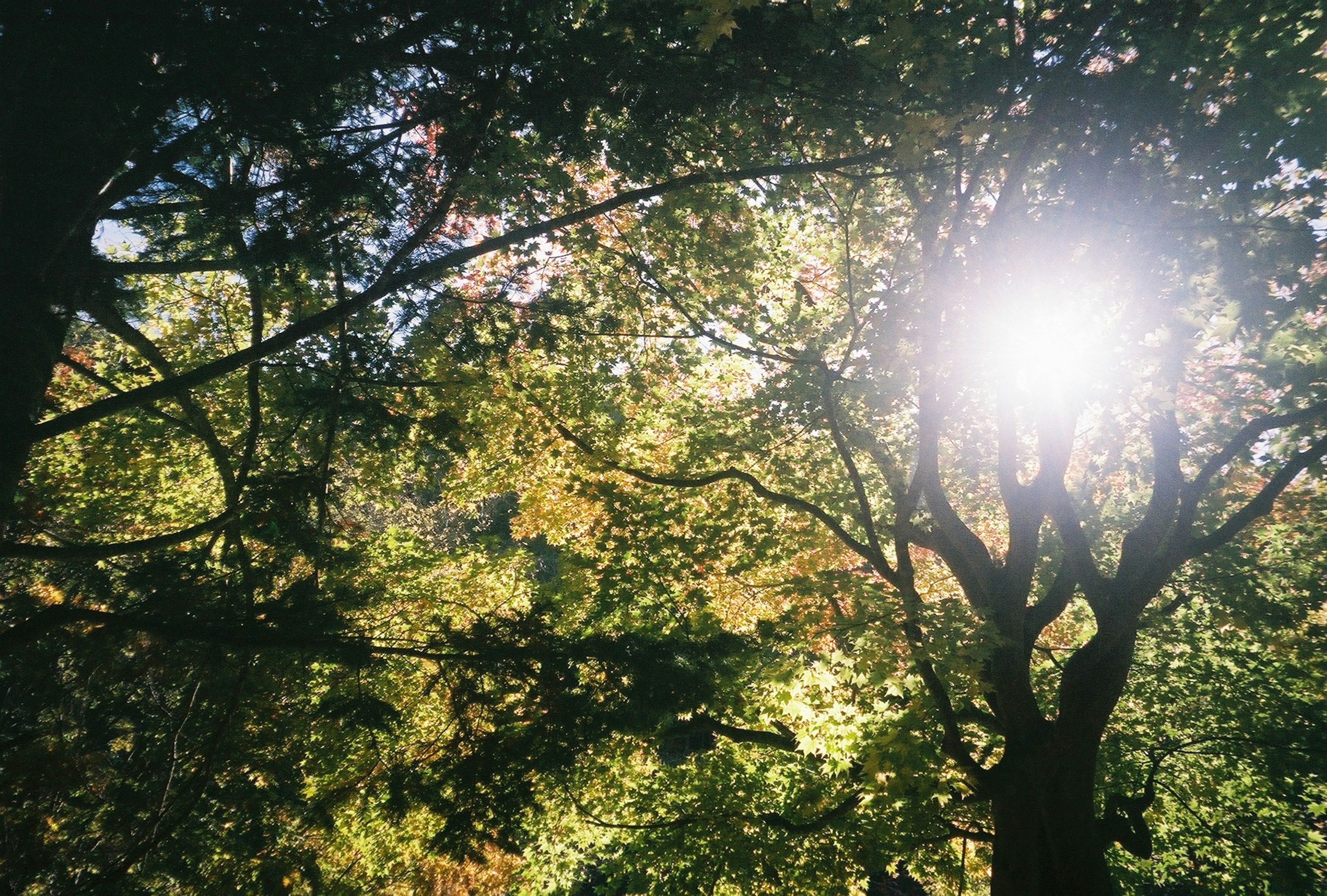 Sunlight filtering through lush green trees