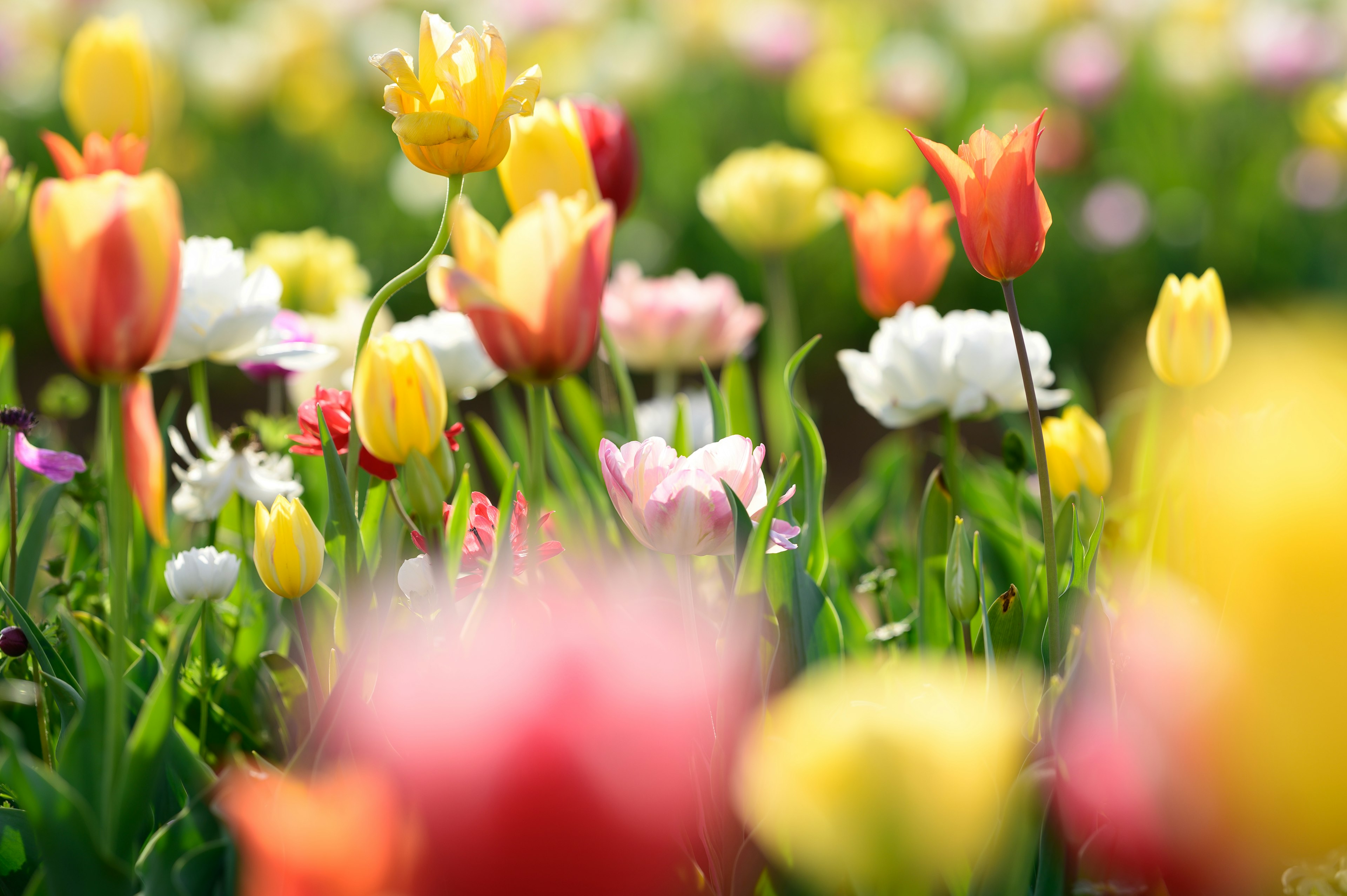 A vibrant field of tulips in various colors blooming