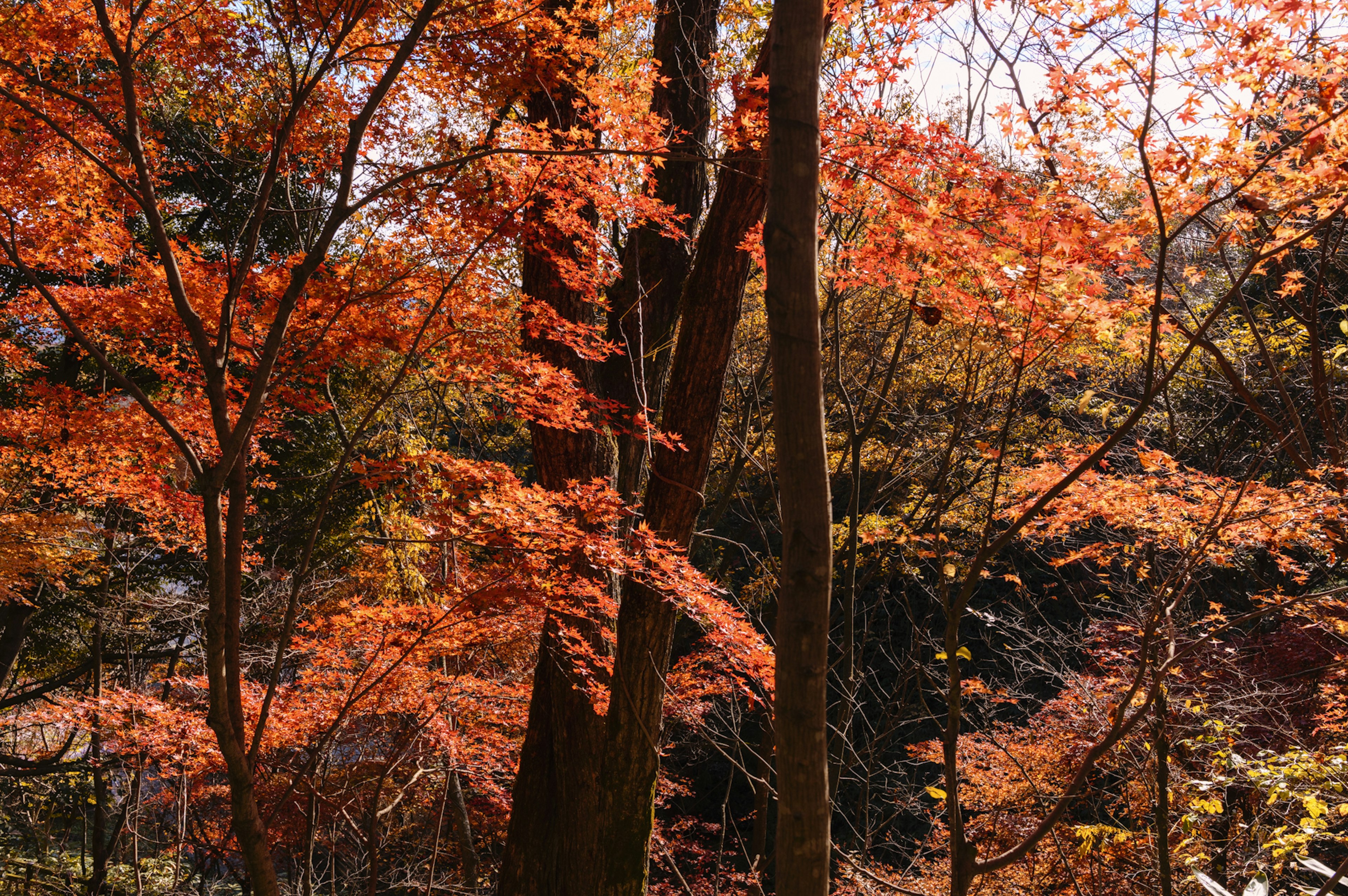 Un paesaggio bellissimo con alberi che mostrano un fogliame autunnale vibrante