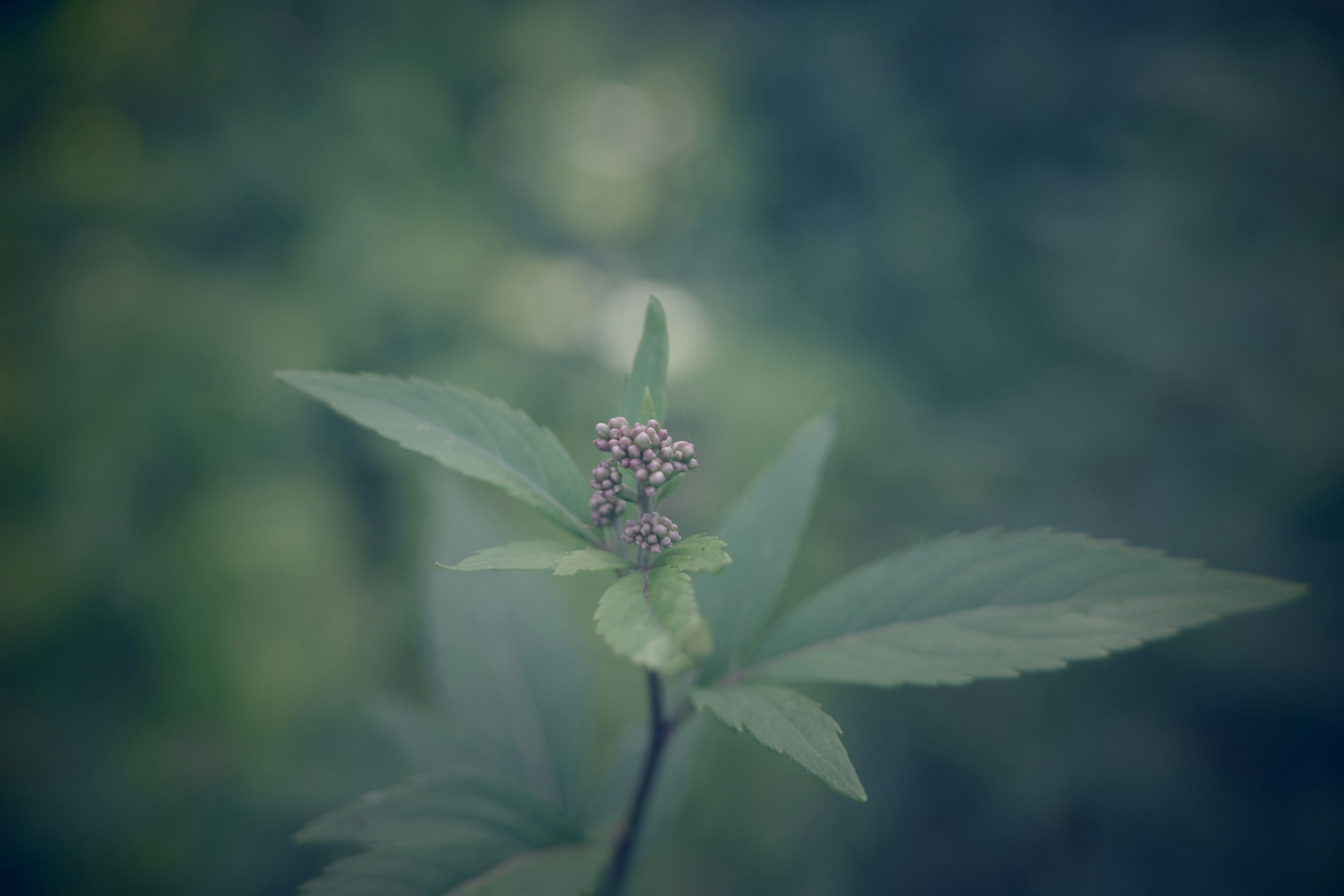 特写照片，展示绿色叶子和紫色花朵的植物