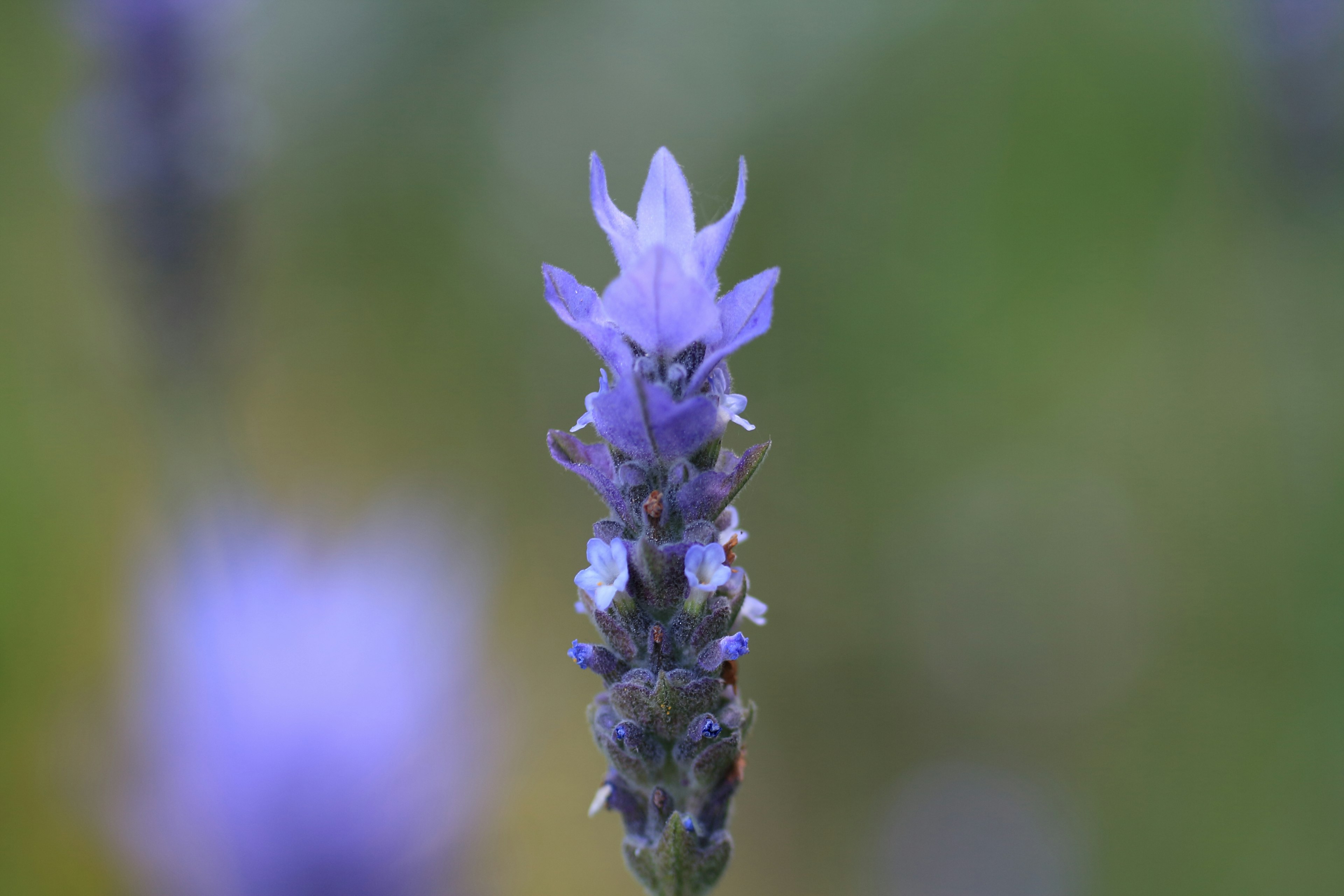 Nahaufnahme einer lila Blume an einer Pflanze