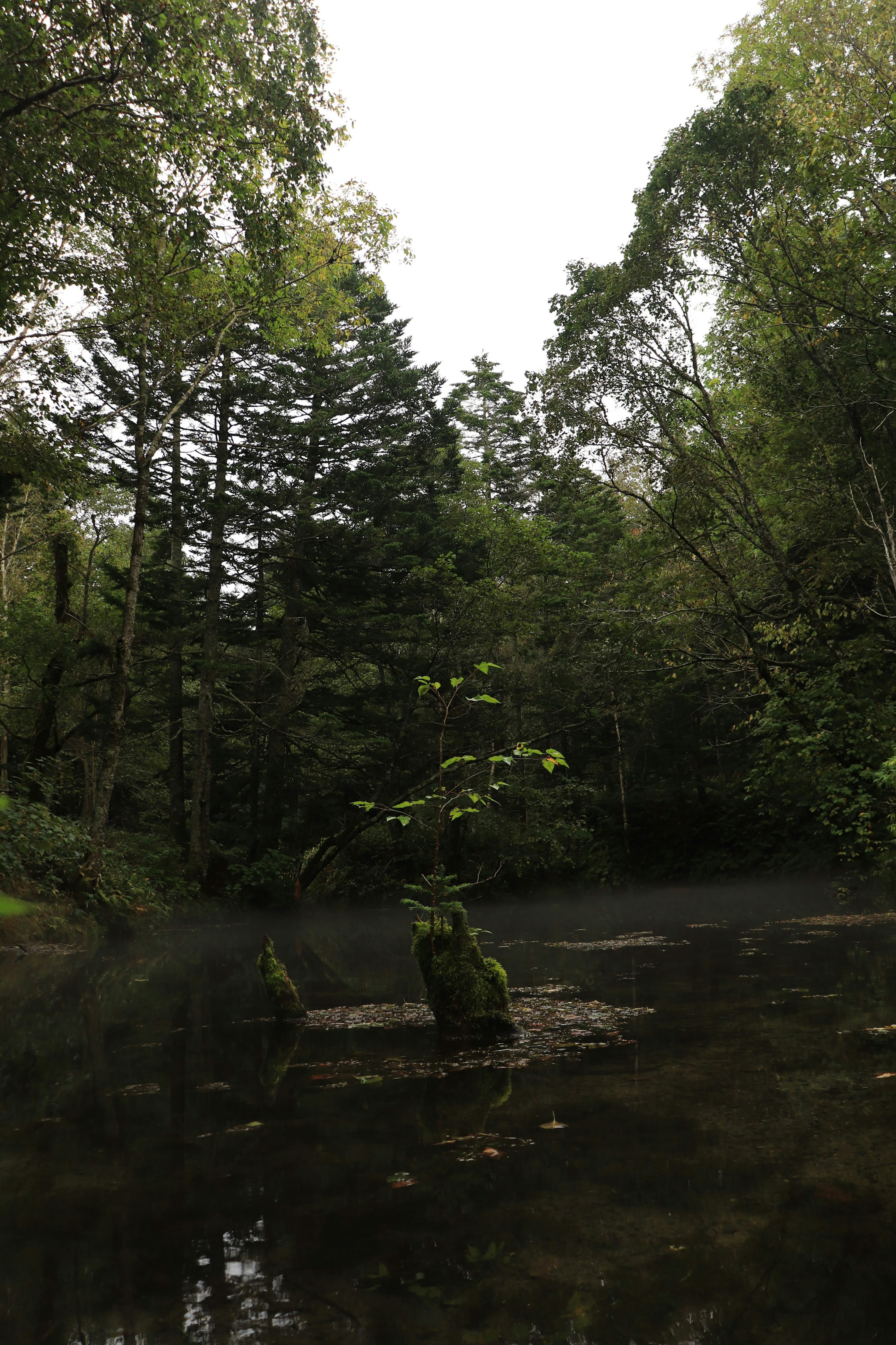 Ruhige Naturlandschaft mit üppigen grünen Bäumen um einen stillen Teich