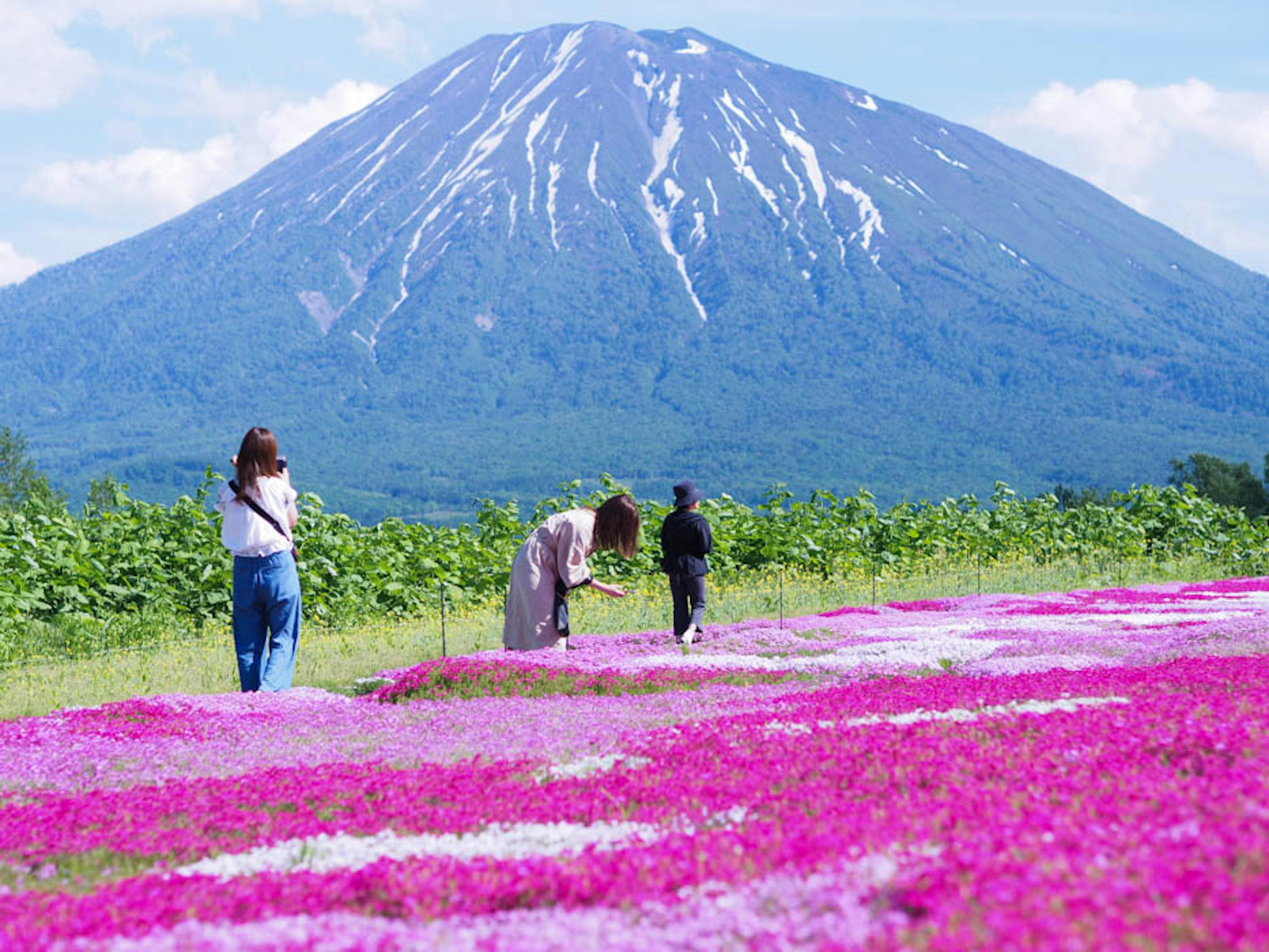 色とりどりの花畑と雪をかぶった山が背景にある風景