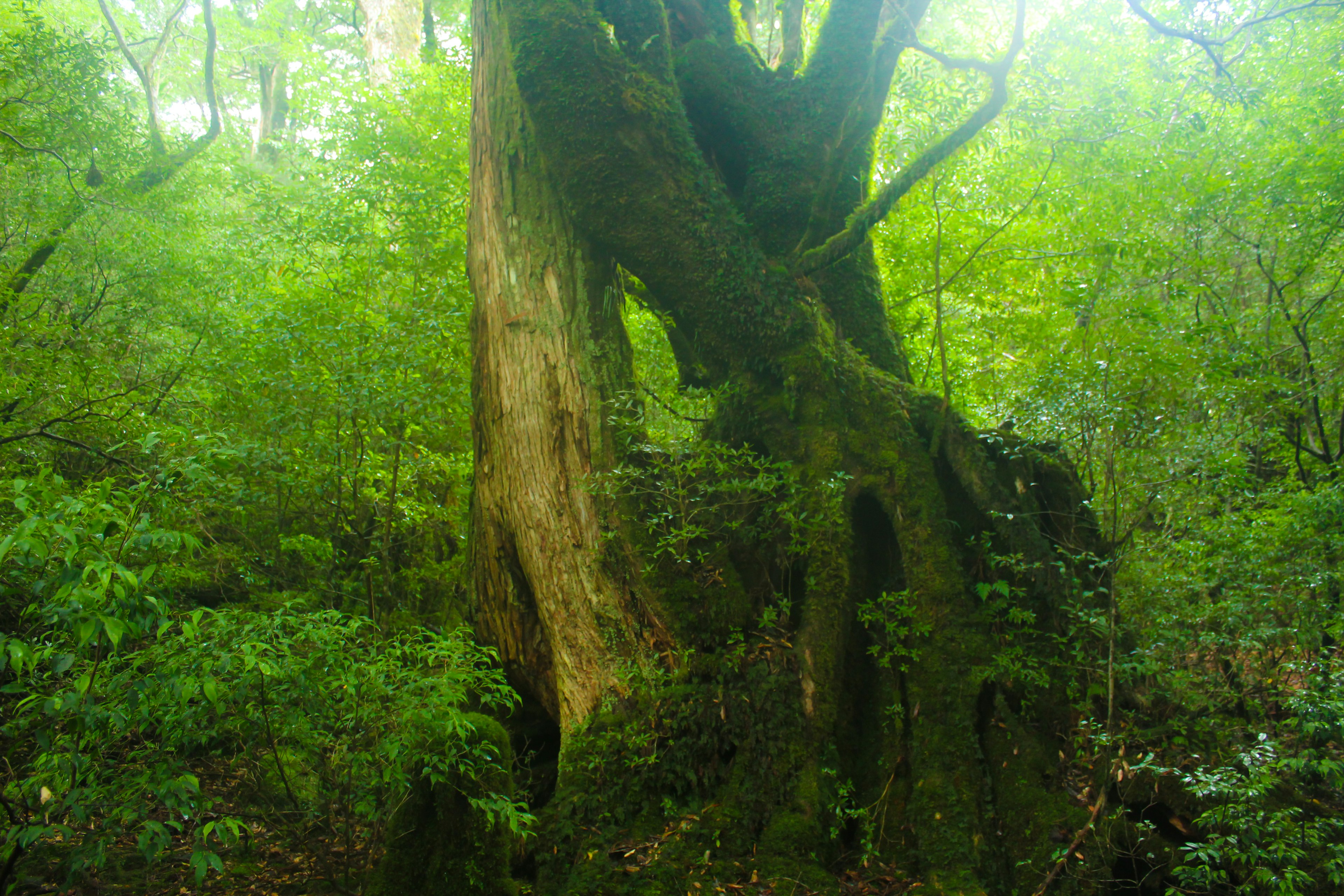 Un tronc d'arbre majestueux entouré d'un feuillage vert luxuriant