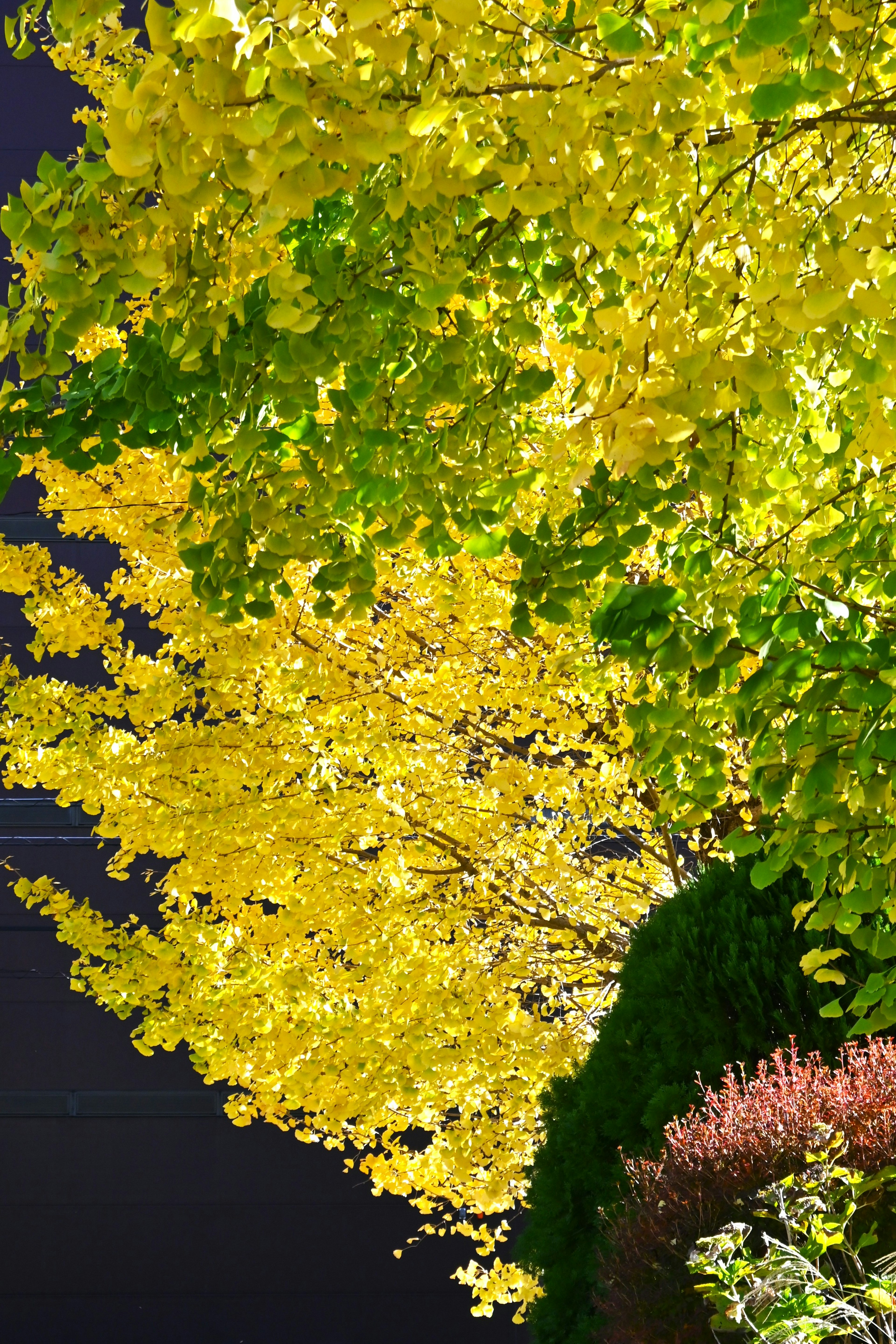 Lebendige gelbe Blätter an einem Baum im Kontrast zu grünem Laub