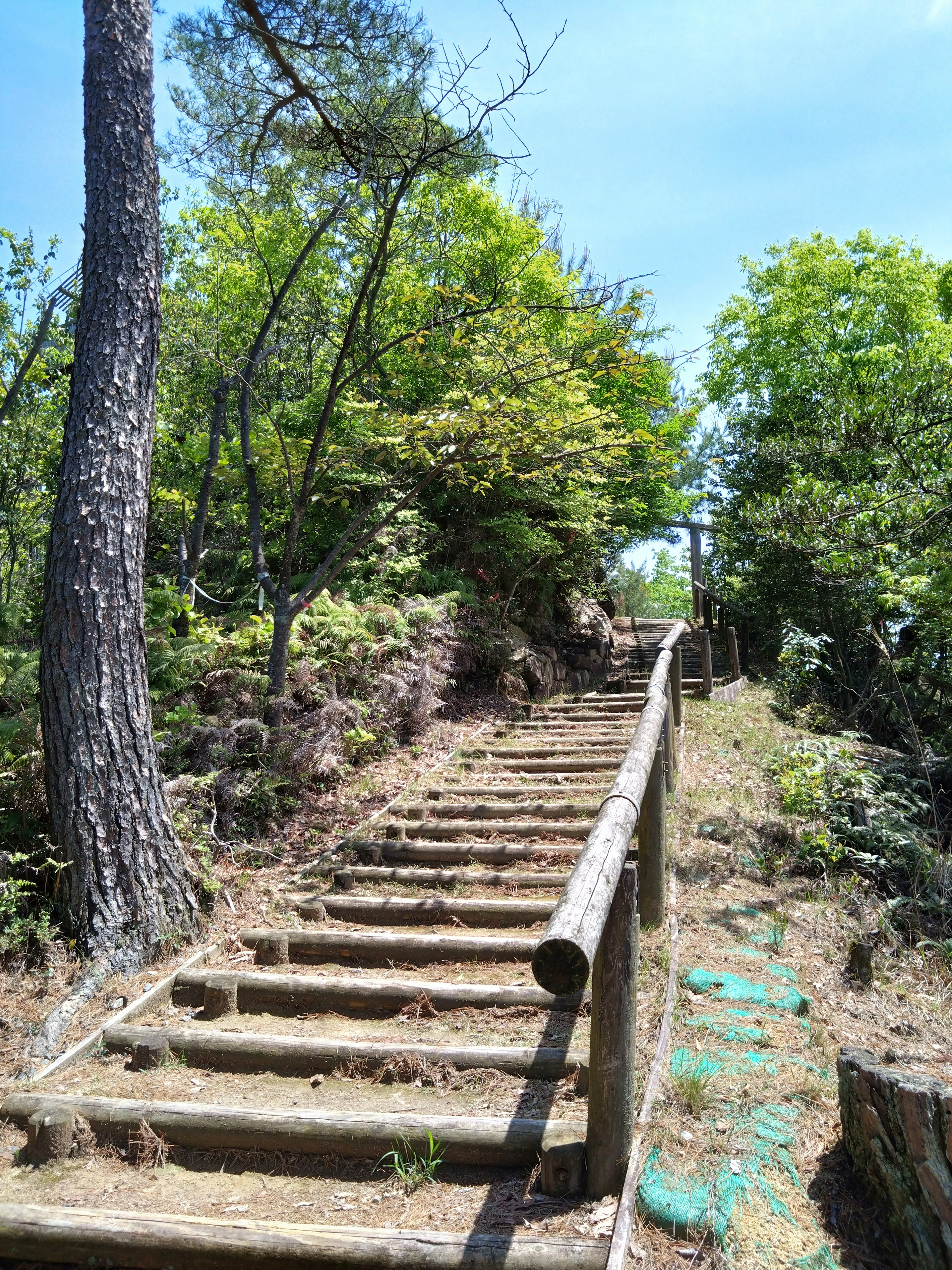 Escalier en bois entouré de verdure luxuriante menant vers le haut