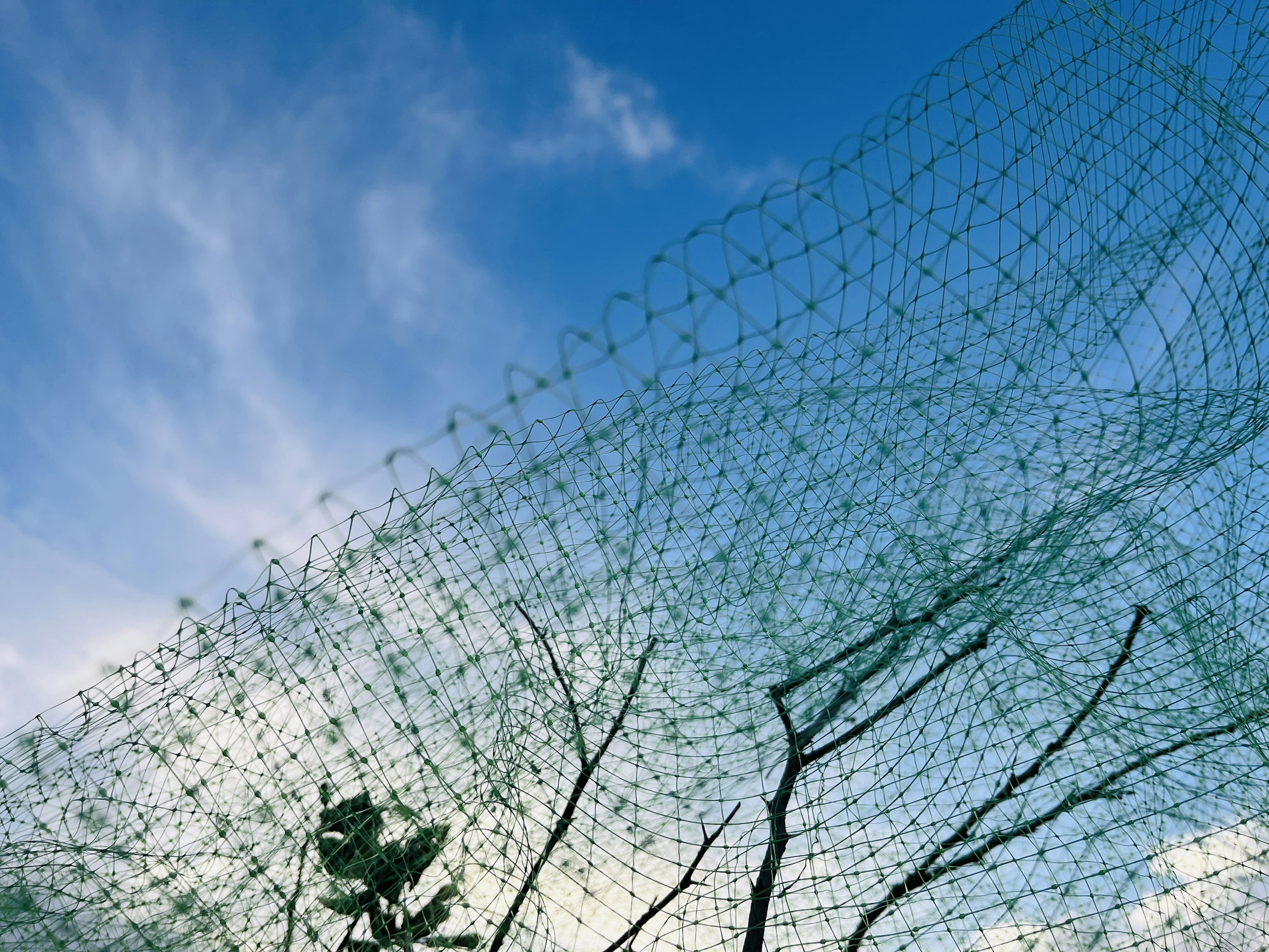 Grünes Netz vor blauem Himmel mit Wolken und Baum-Silhouetten