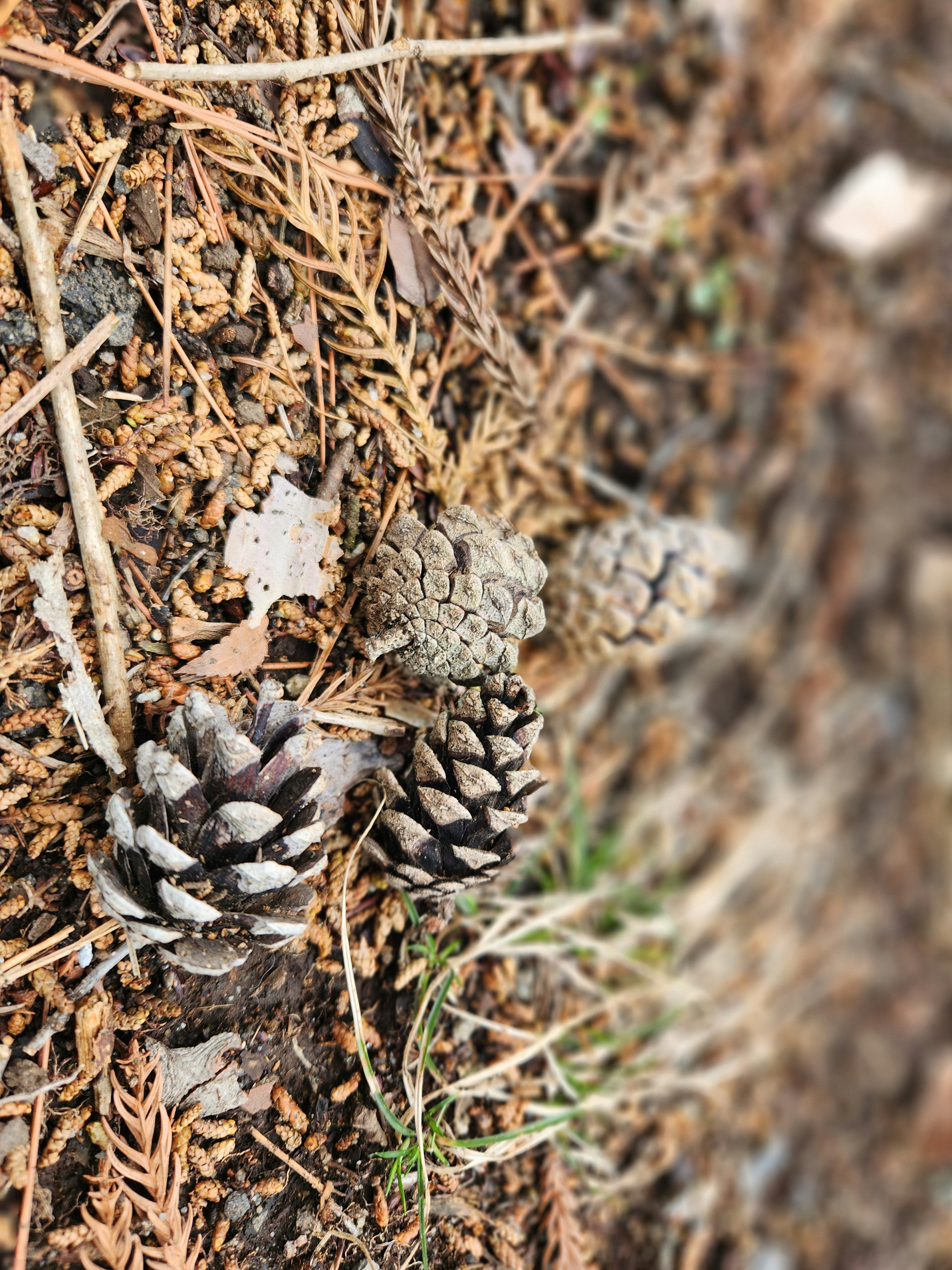 Pine cones and fallen leaves scattered on the ground